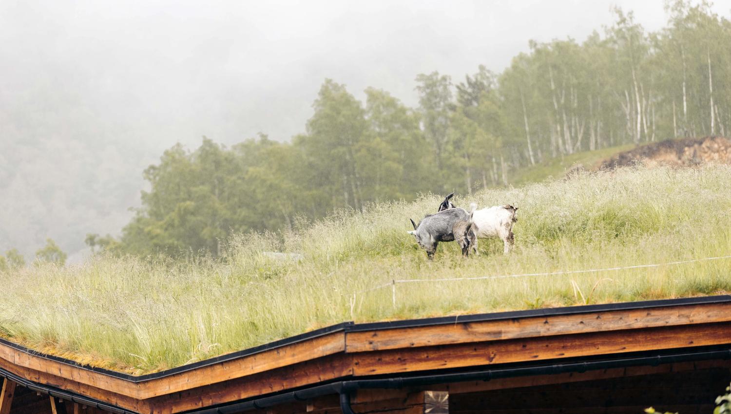 Two goats grazing on the grass roof of the Hardangerviddahallen building.