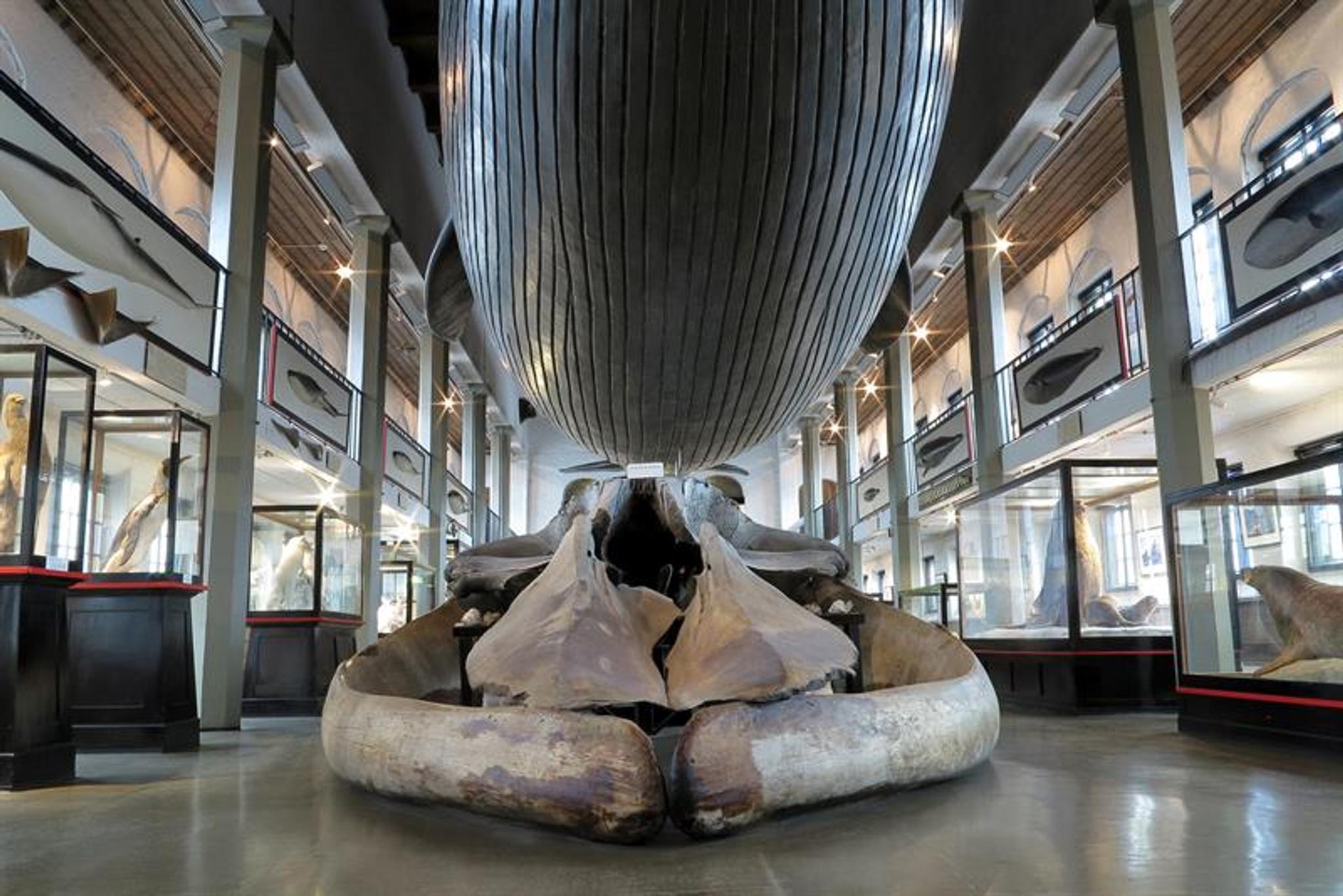 Large whale on the roof of the Whaling Museum