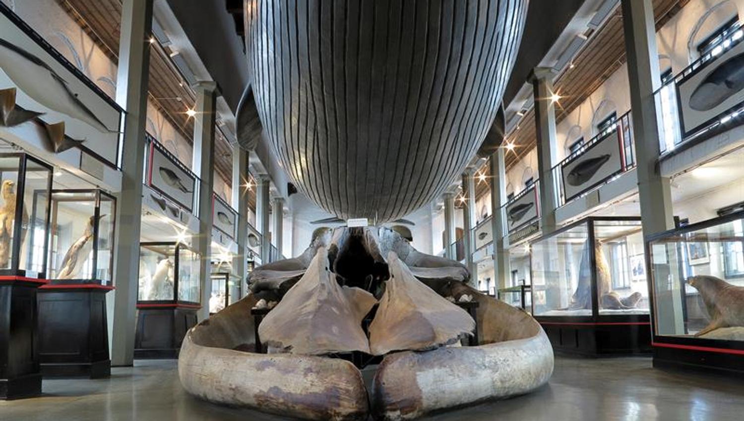 Stor hval i taket på Hvalfangstmuseet
