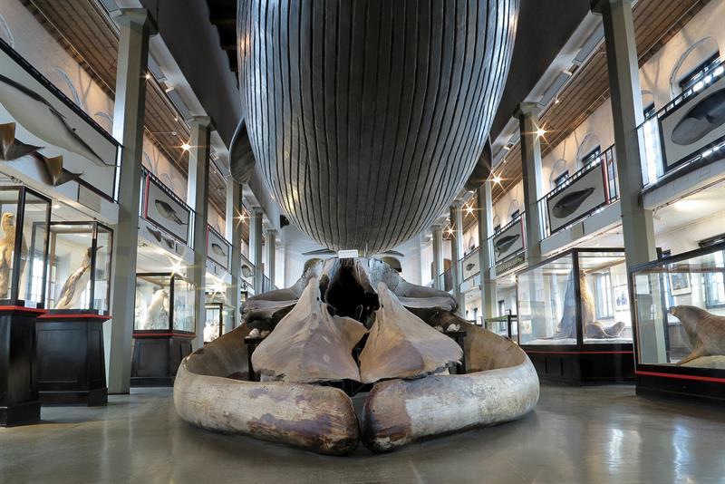 Large whale on the roof of the Whaling Museum