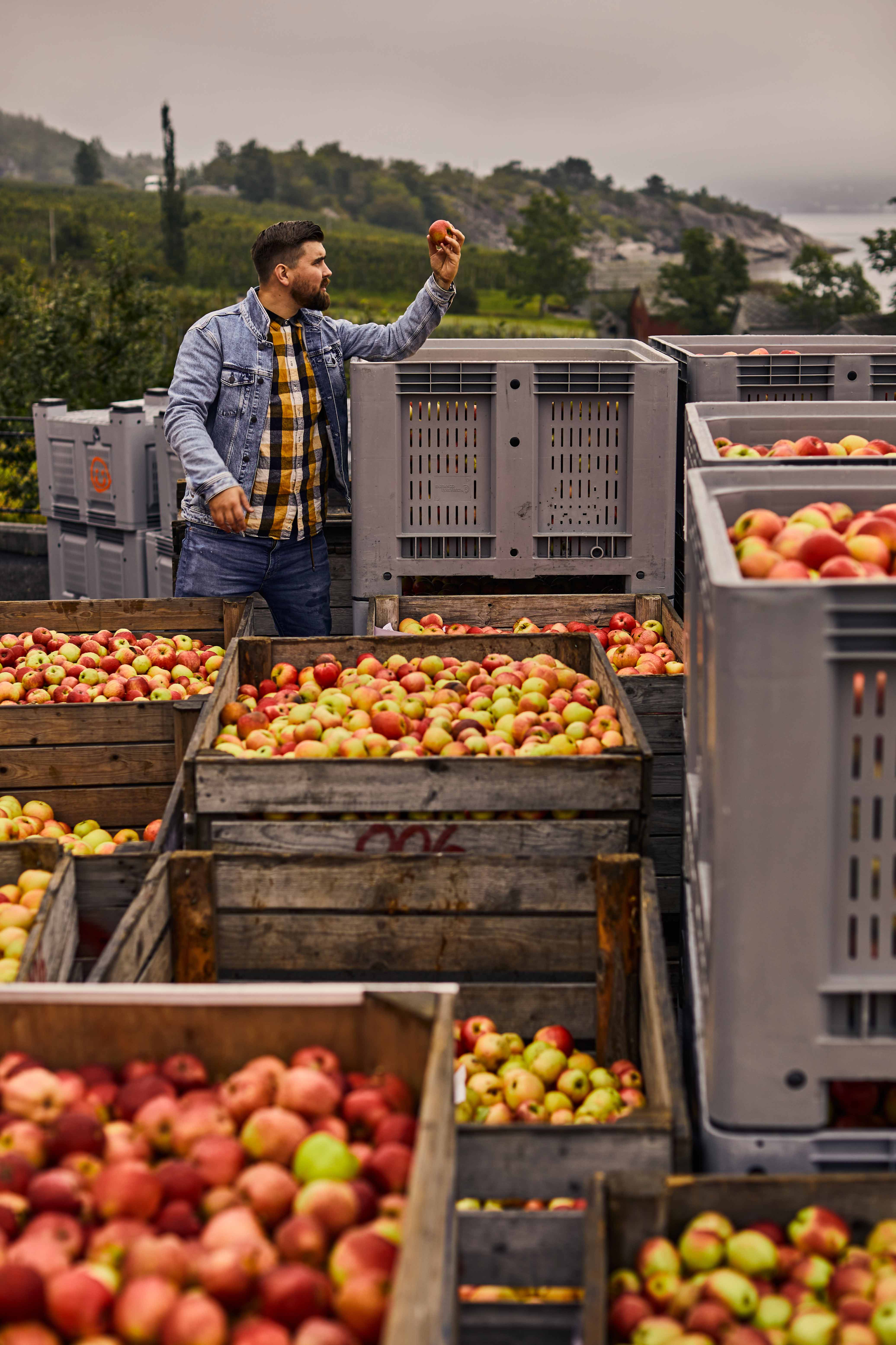 Mann vurderer kvaliteten på ferske epler i en kasse på Store Naa Siderkompani.
