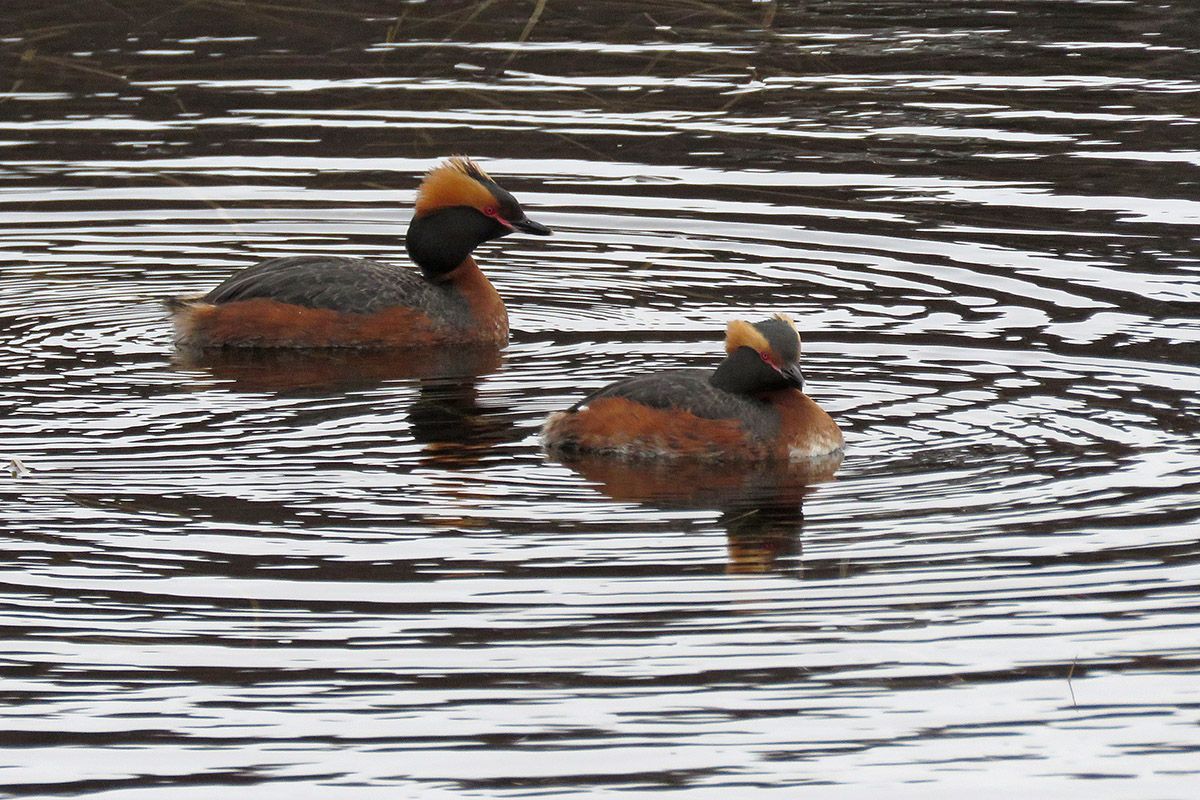 Horndykker_IMG_7042_web