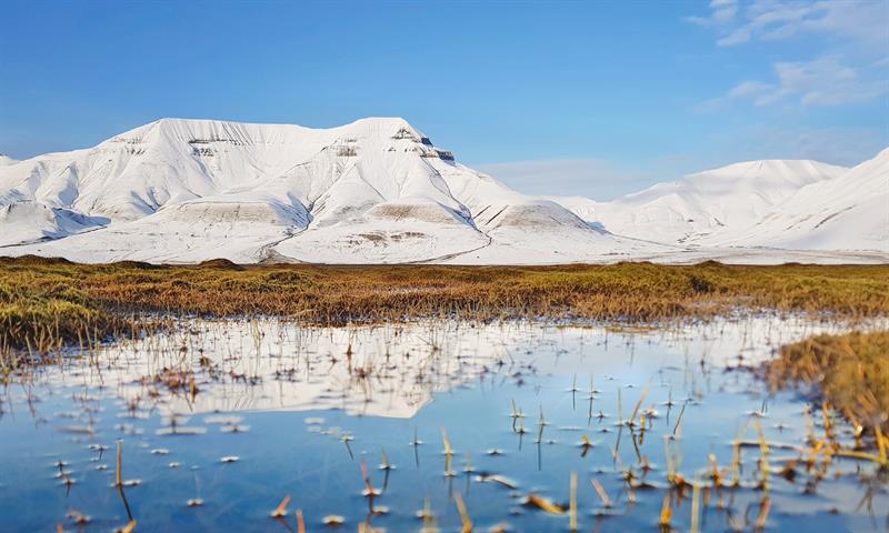 Gress i vannet med snødekte fjell i bakgrunnen og blå himmel