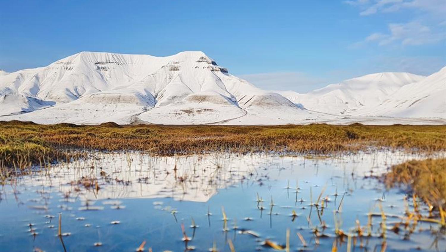 Gress i vannet med snødekte fjell i bakgrunnen og blå himmel