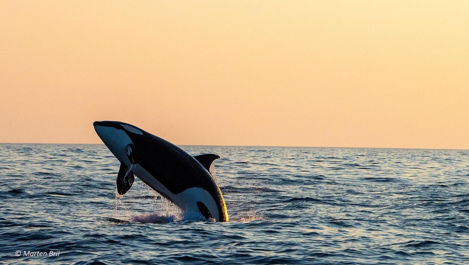 Whale2Sea