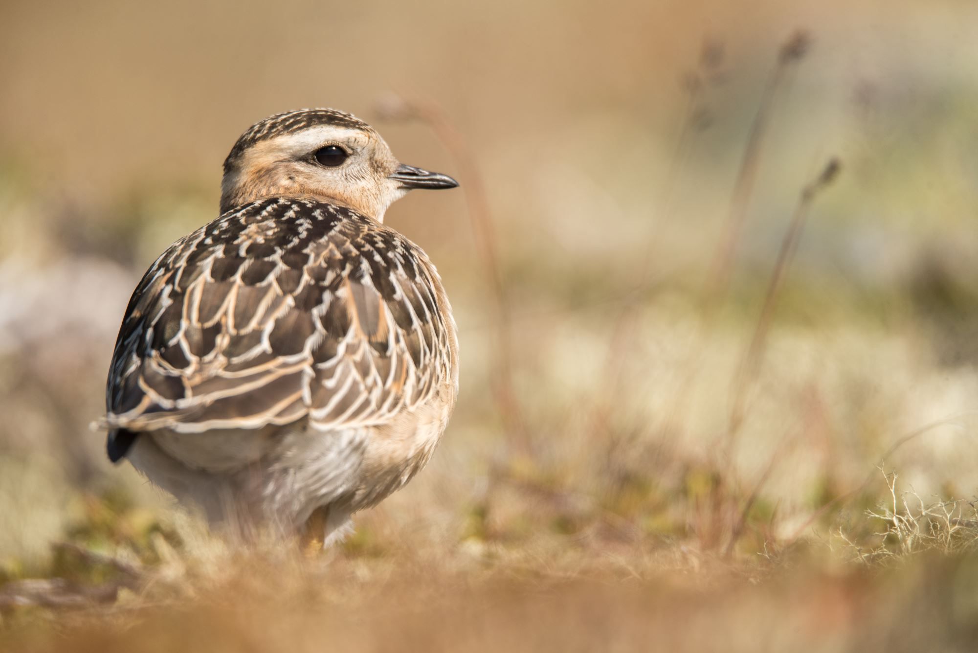 Bird watching with guide