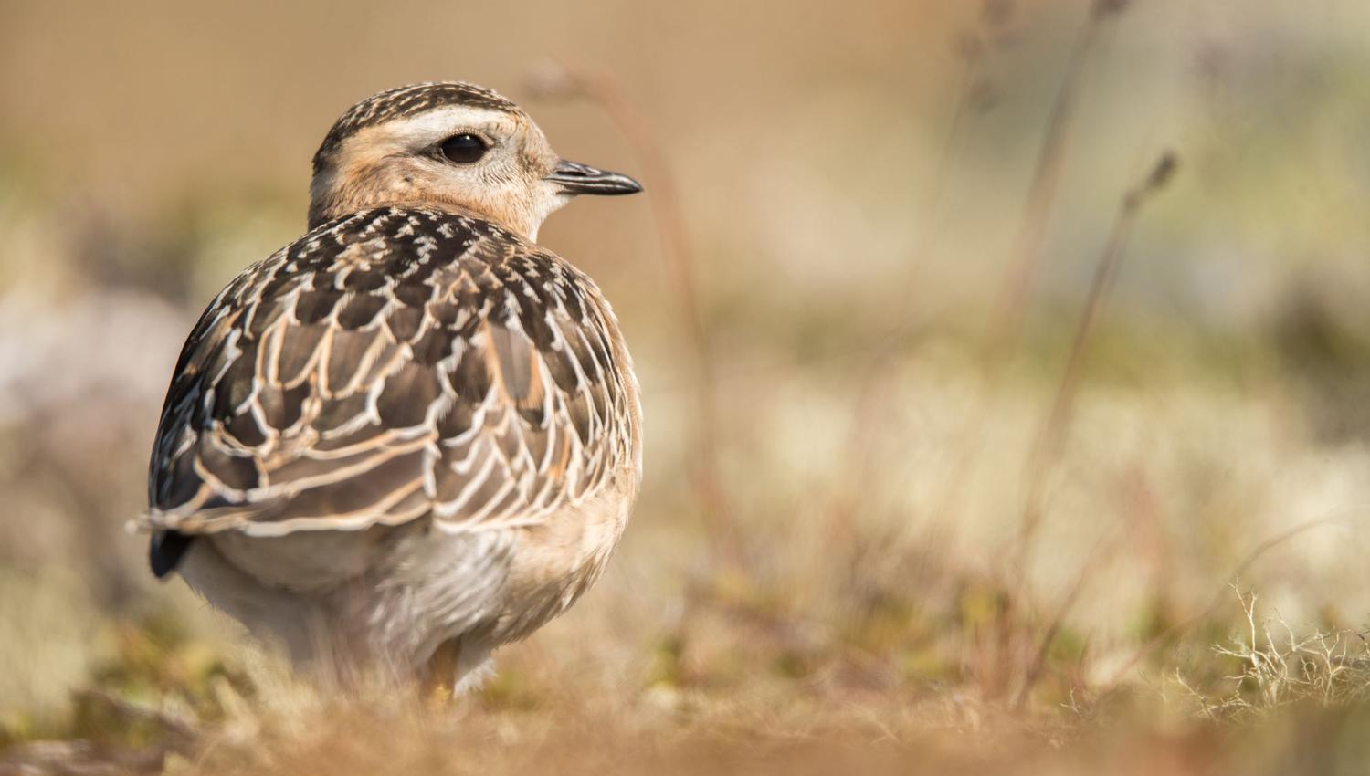 Bird watching with guide