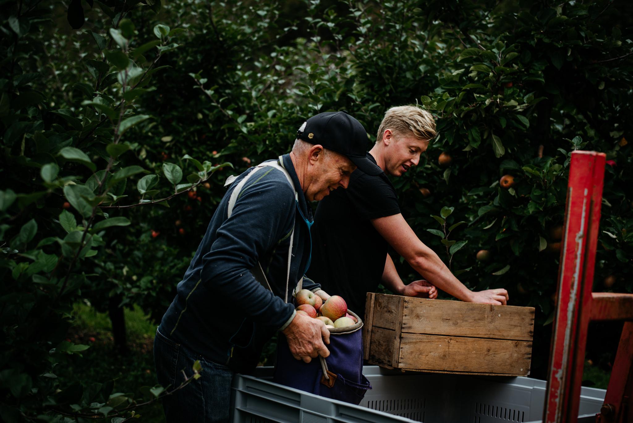 Sidersmaking og gardsutsalg hos Apal Sideri på Hjelmeland