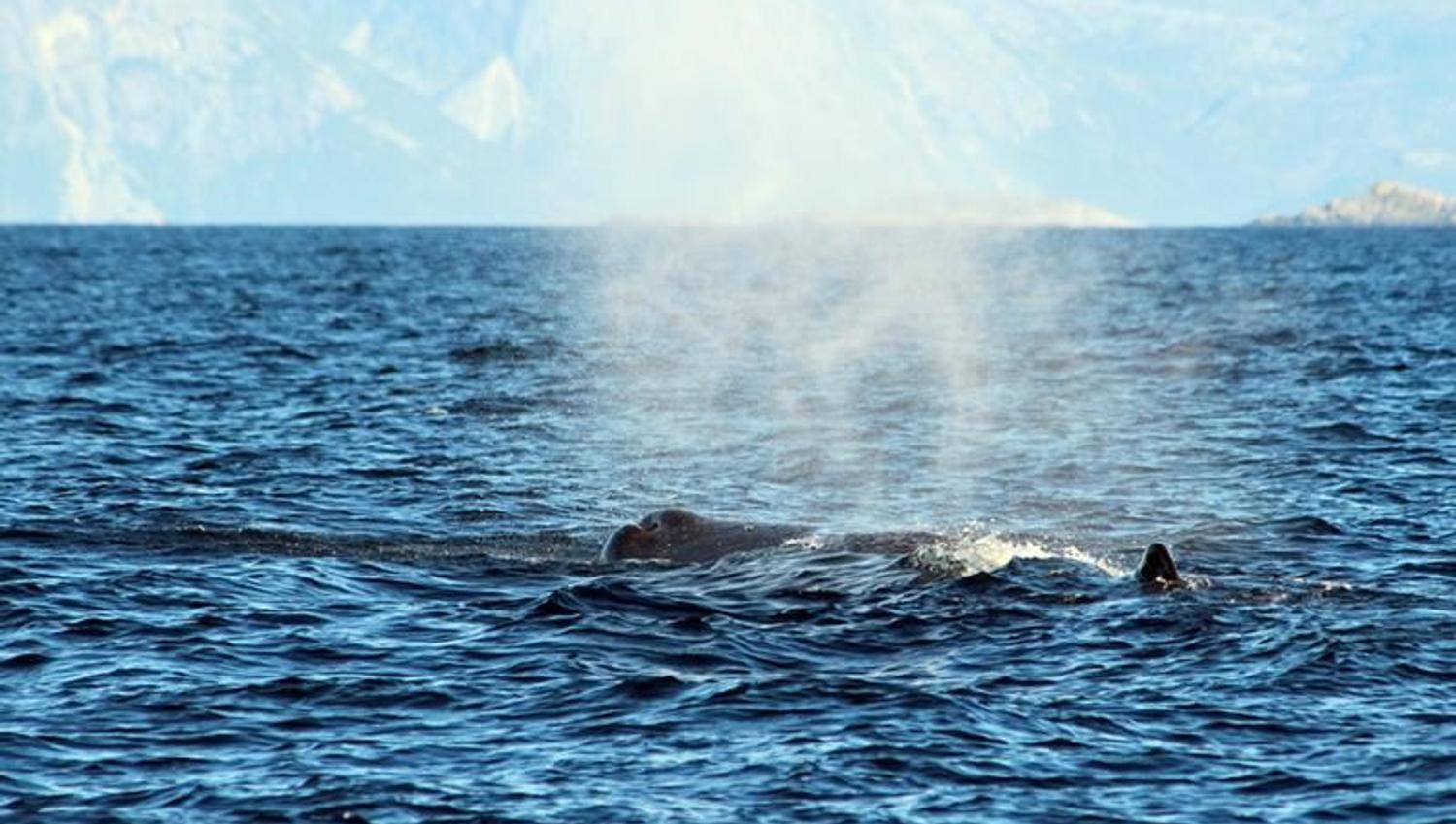 Whale2Sea