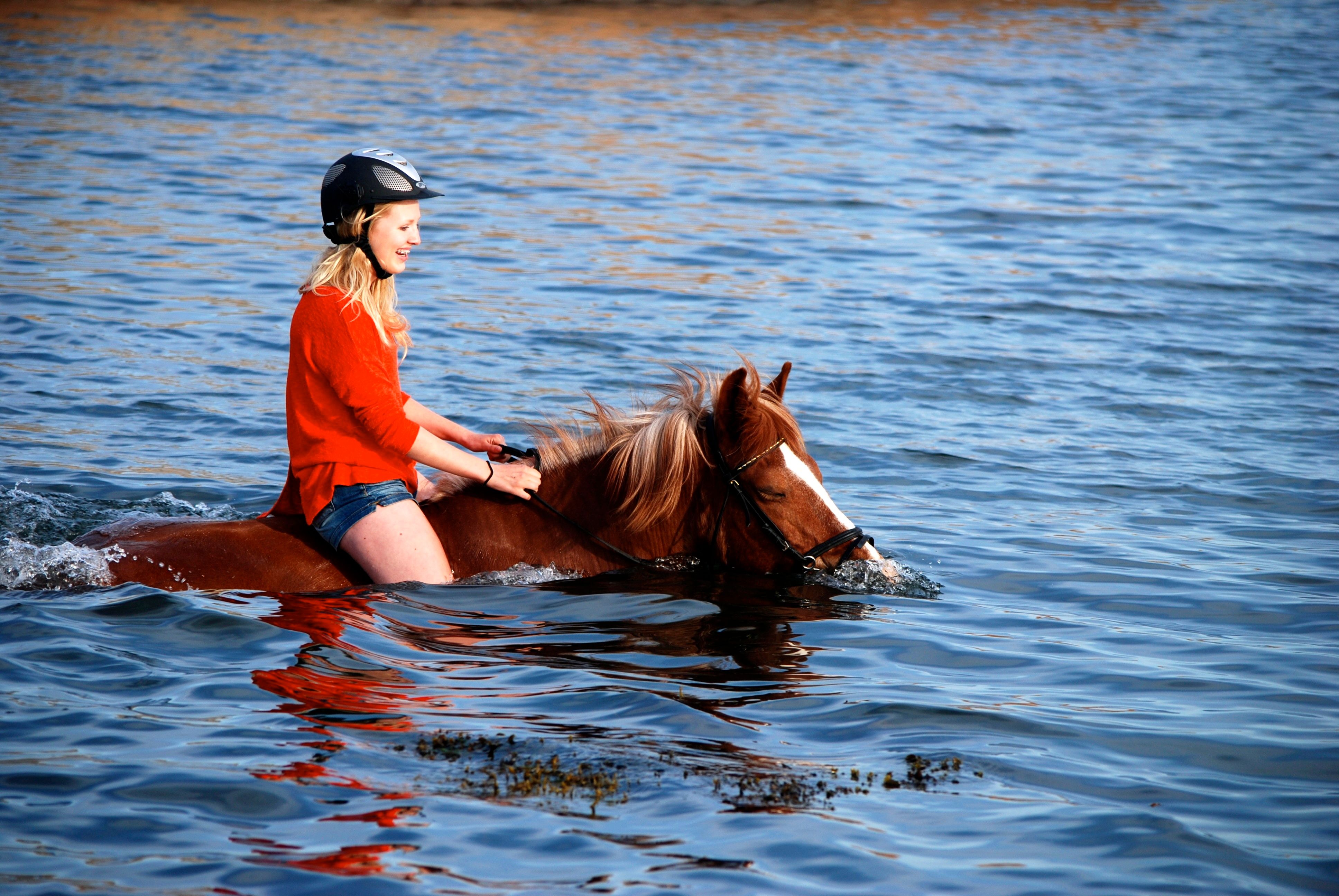 Hest med rytter svømmer i havet