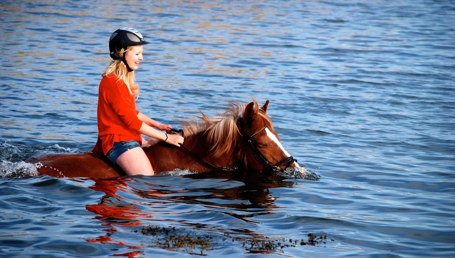 Hest med rytter svømmer i havet