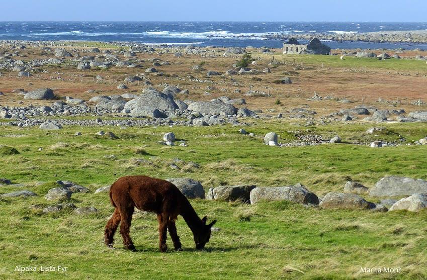 Alpakka på Lista