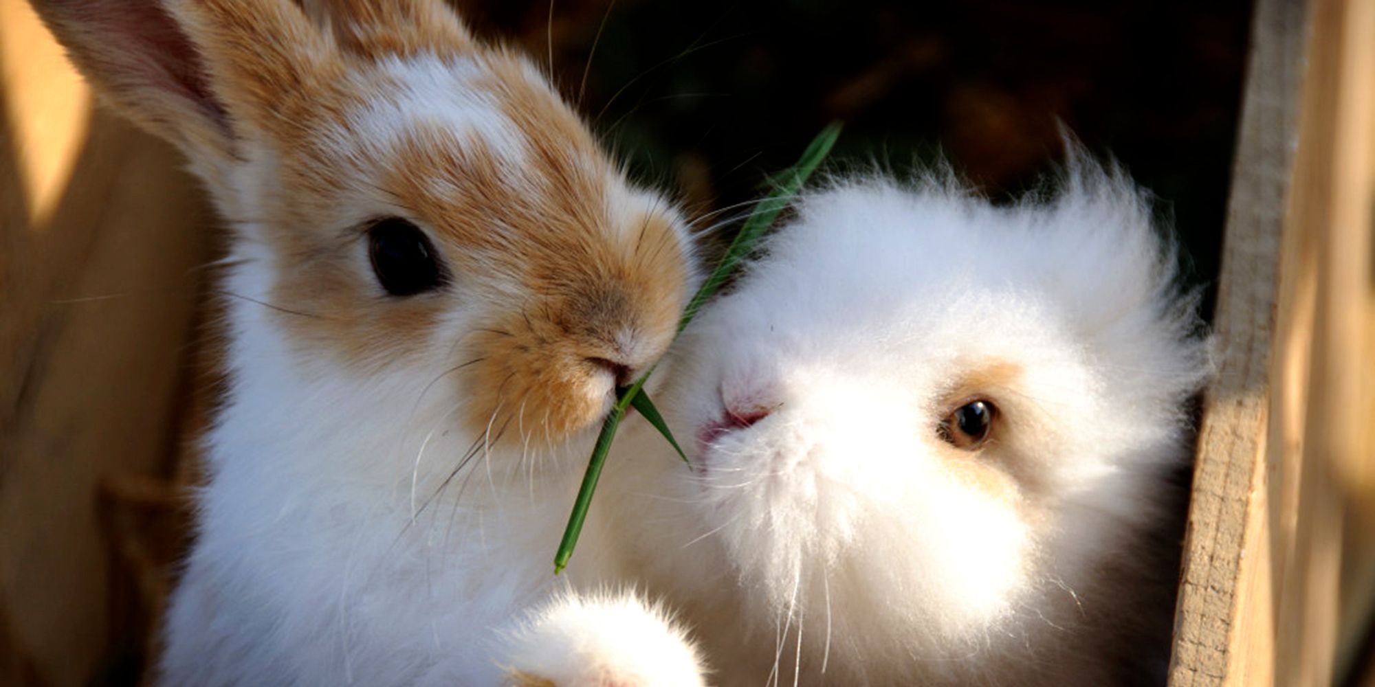 Husfrua gårdshotell - medlem av Den Gyldne Omvei på Inderøy - kaninene