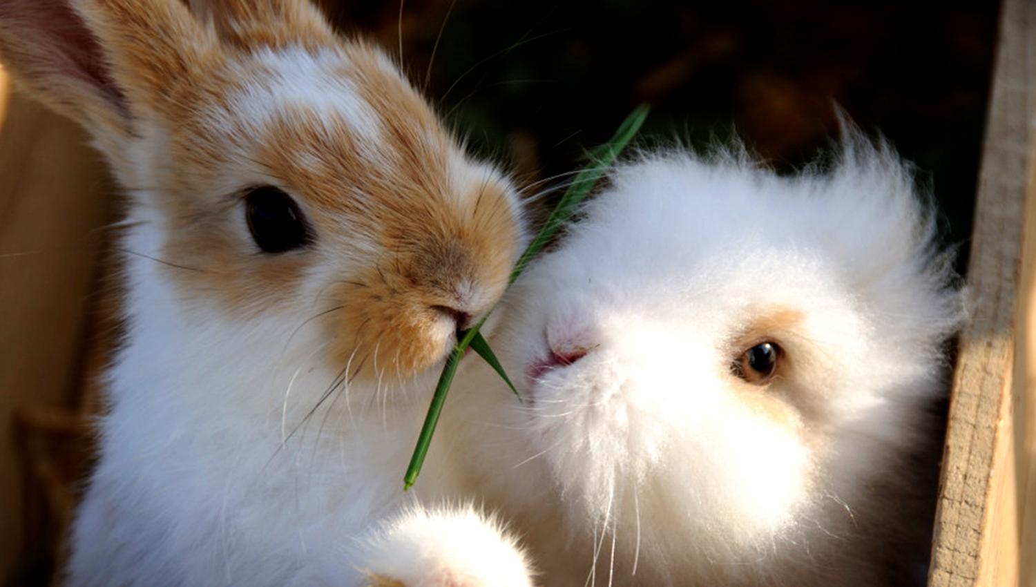 Husfrua gårdshotell - medlem av Den Gyldne Omvei på Inderøy - kaninene