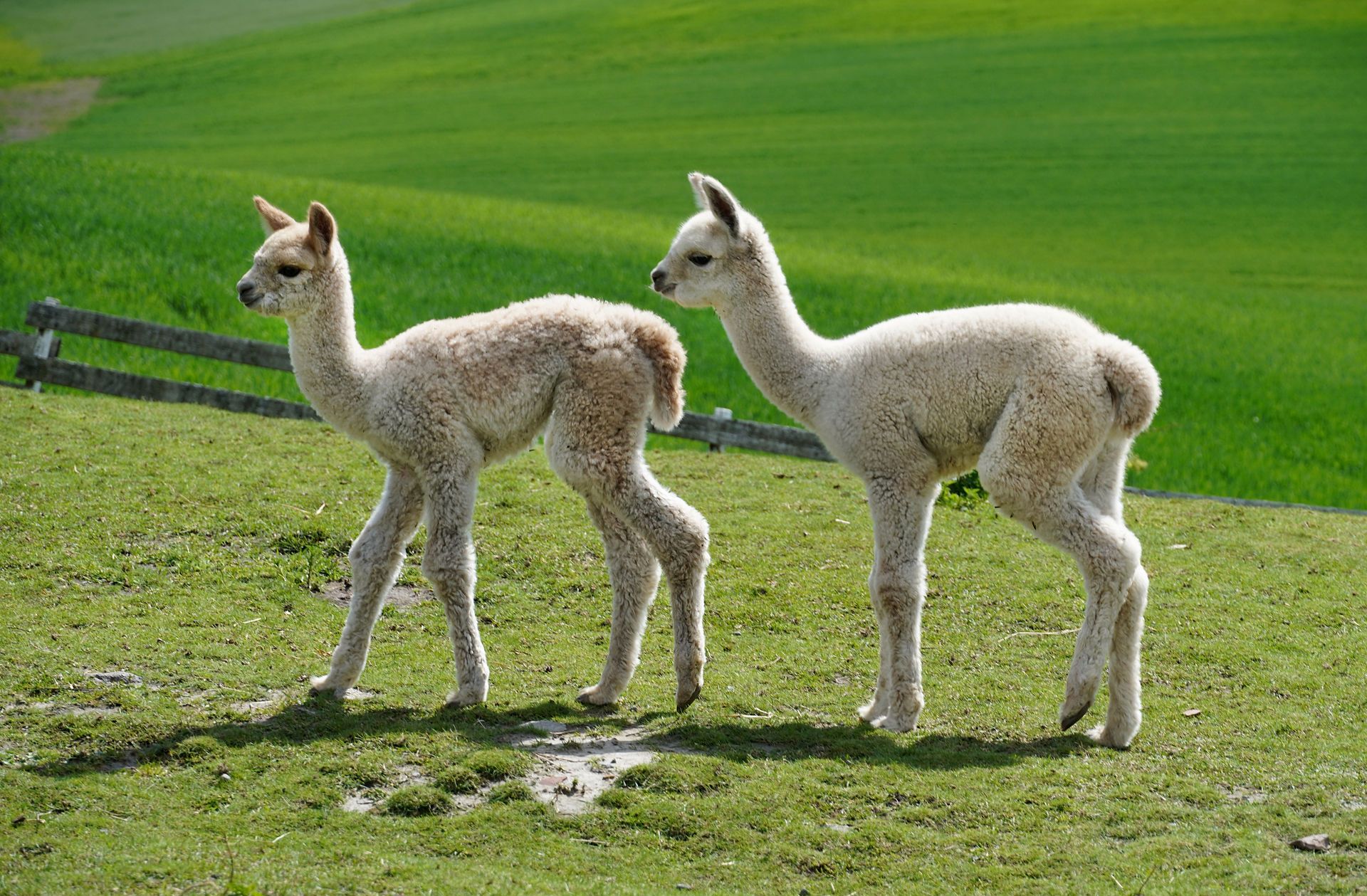 Alpaca babies