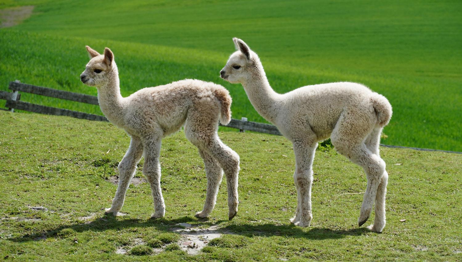 Alpaca babies
