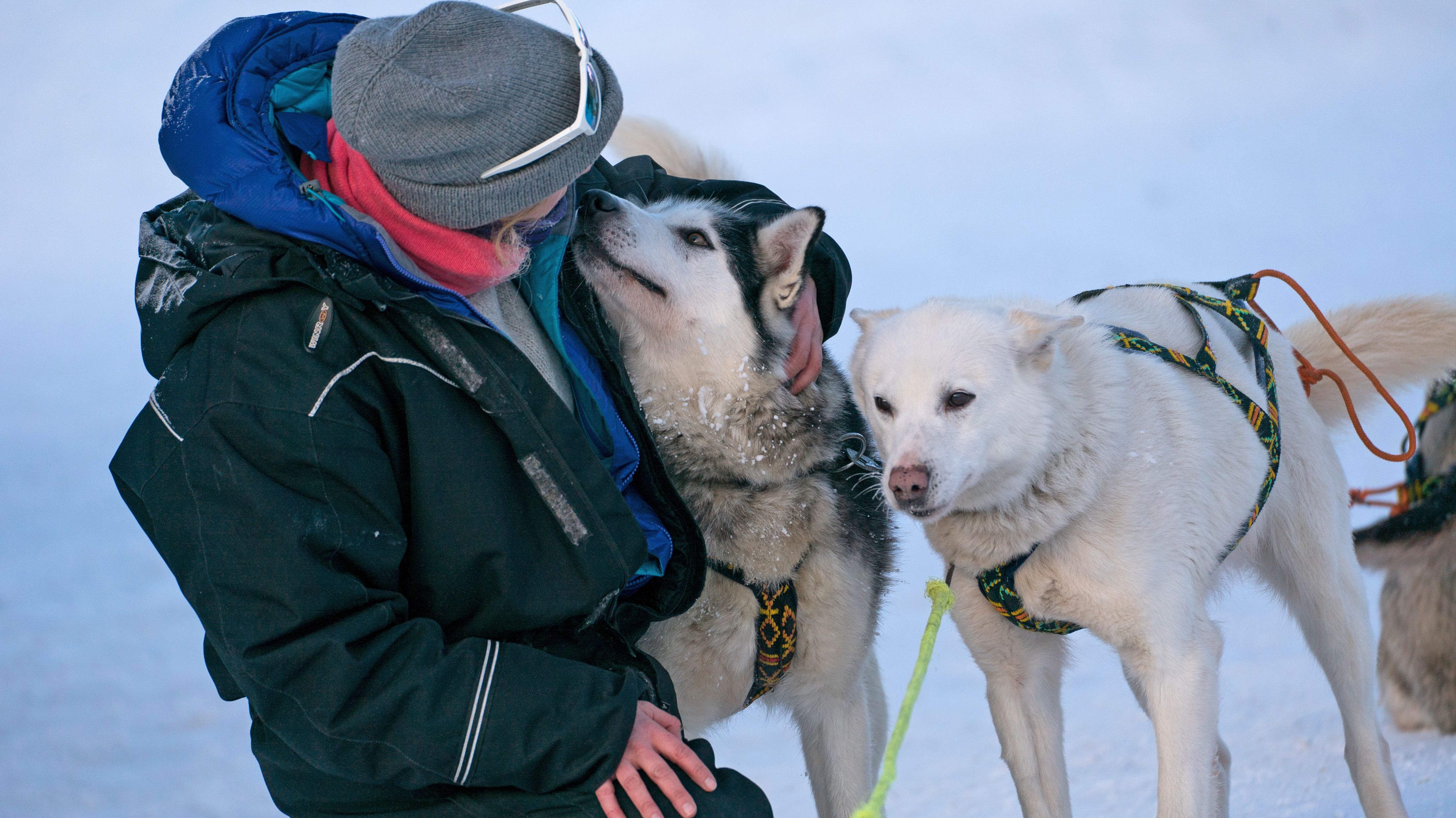 Guest meeting the dogs