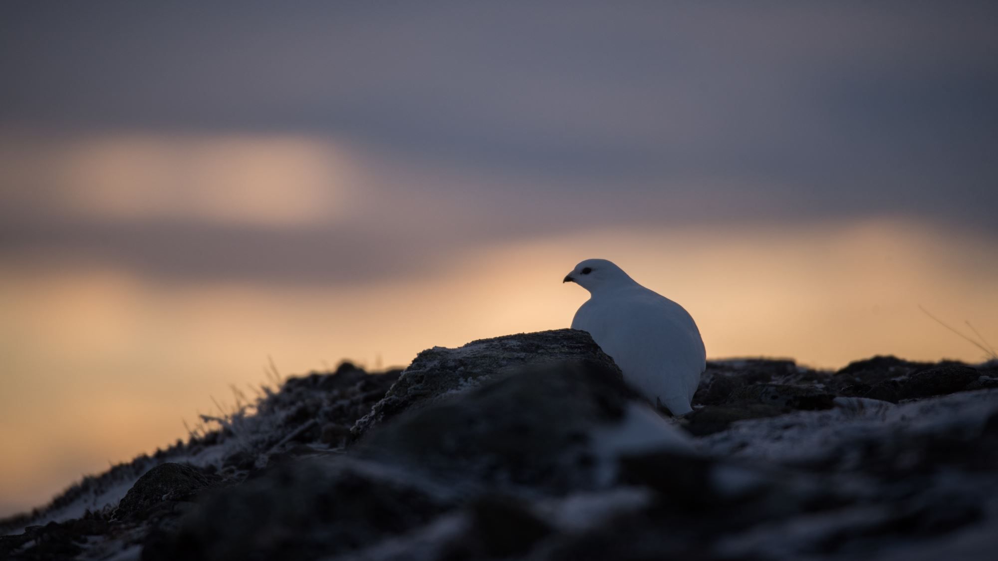 Bird watching with guide