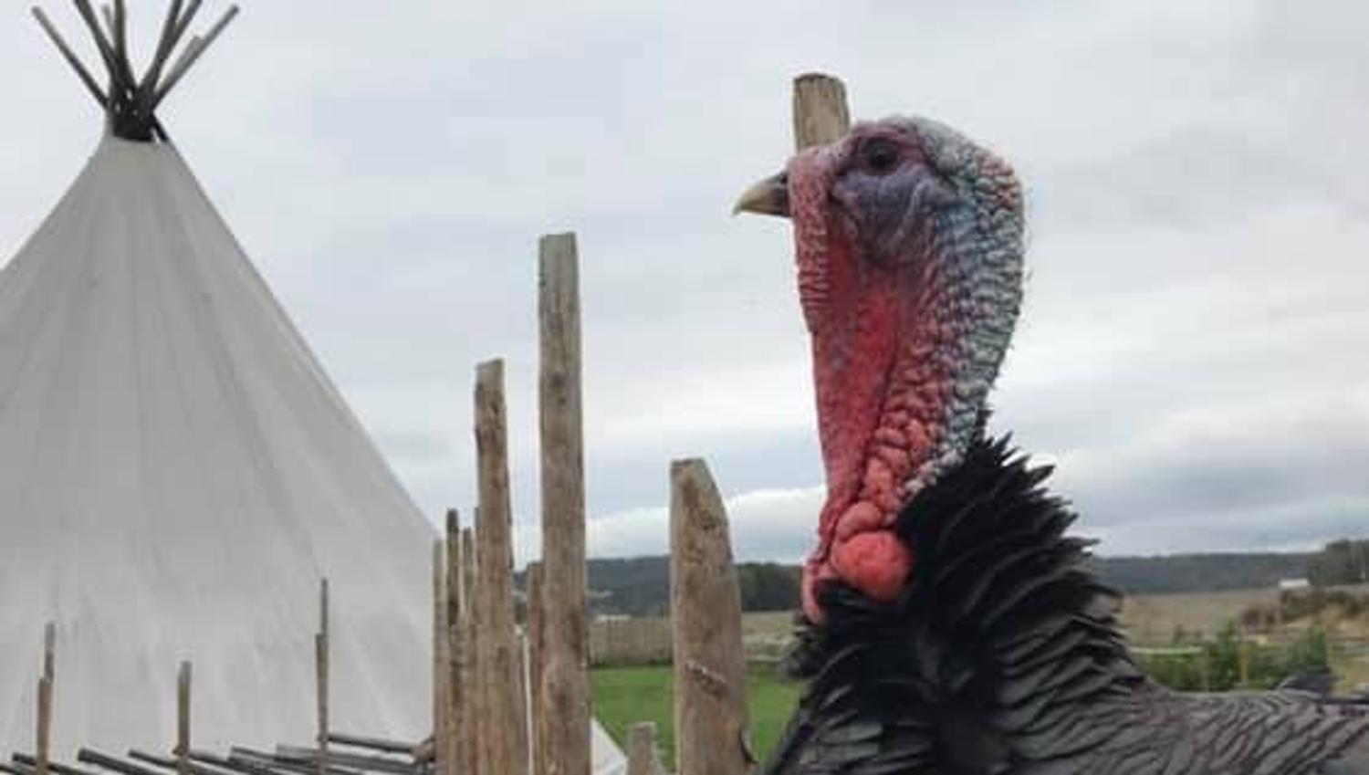 Big bird