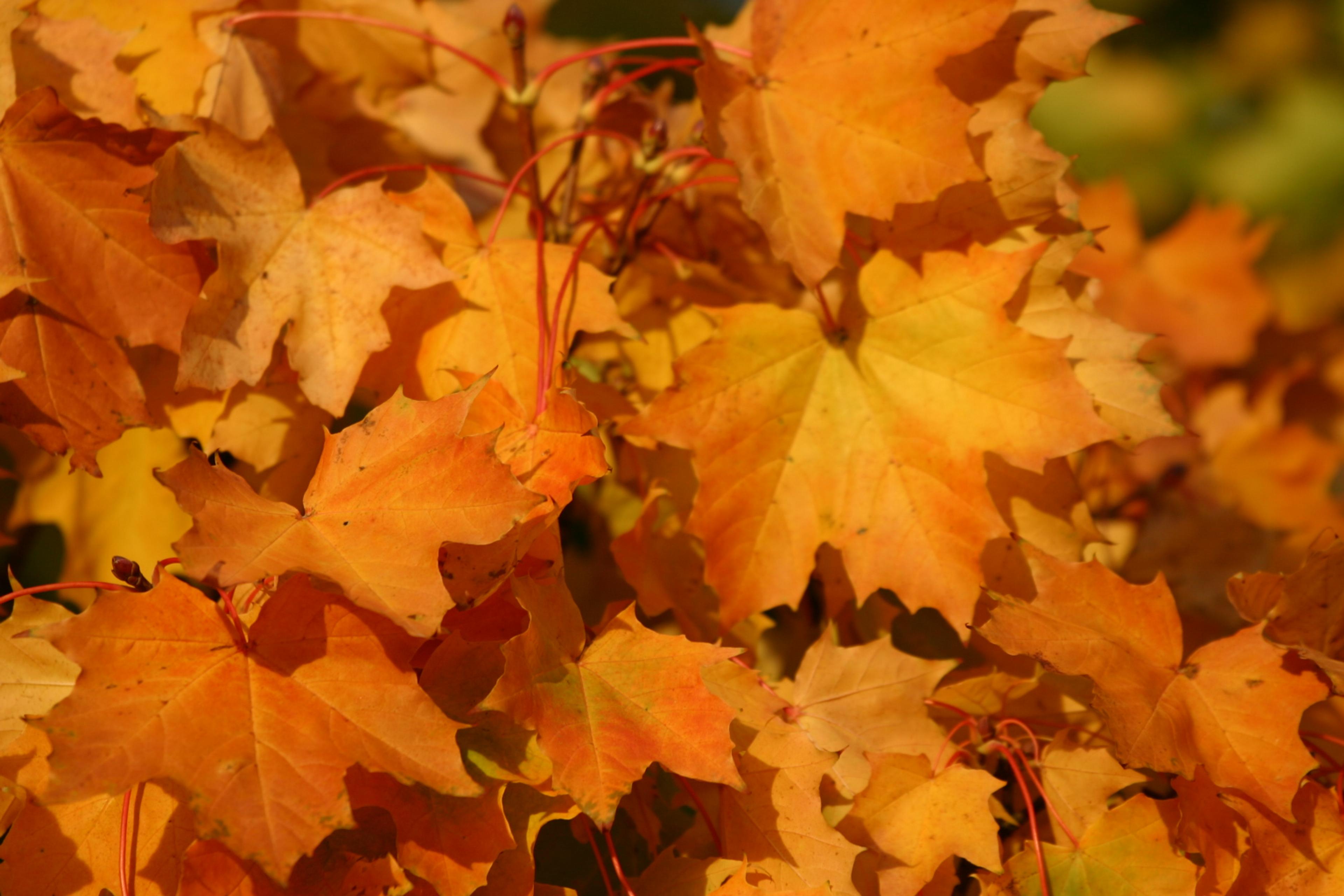 Sæveli naturreservat, Vik