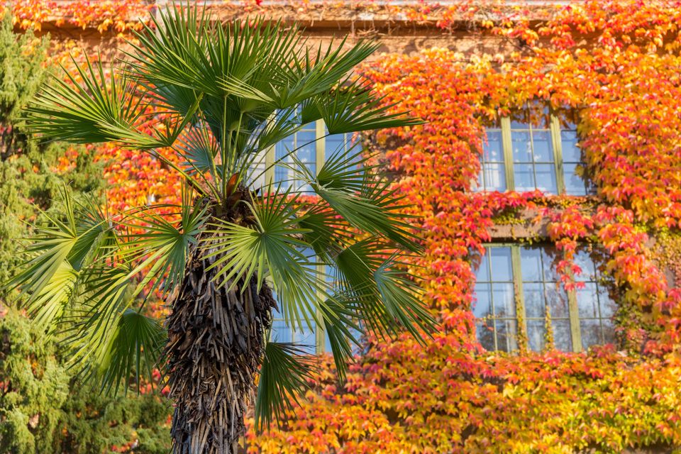 Fargerike kontraster. Botanisk hage, Oslo