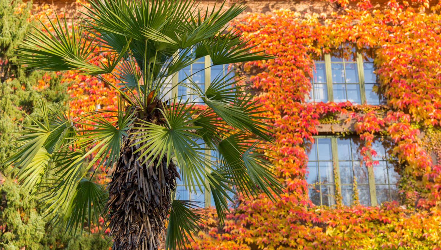 Fargerike kontraster. Botanisk hage, Oslo