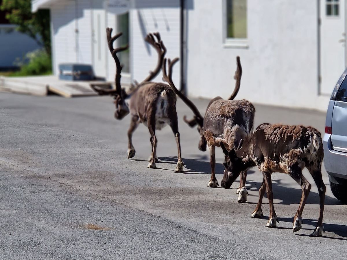 Three reindeer walking on the road