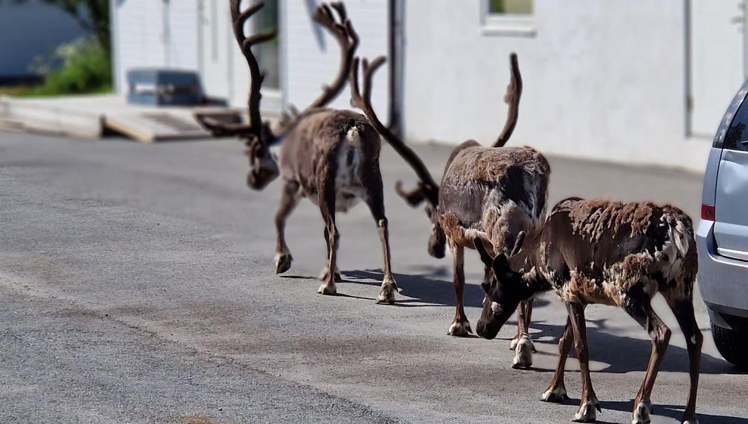 Three reindeer walking on the road