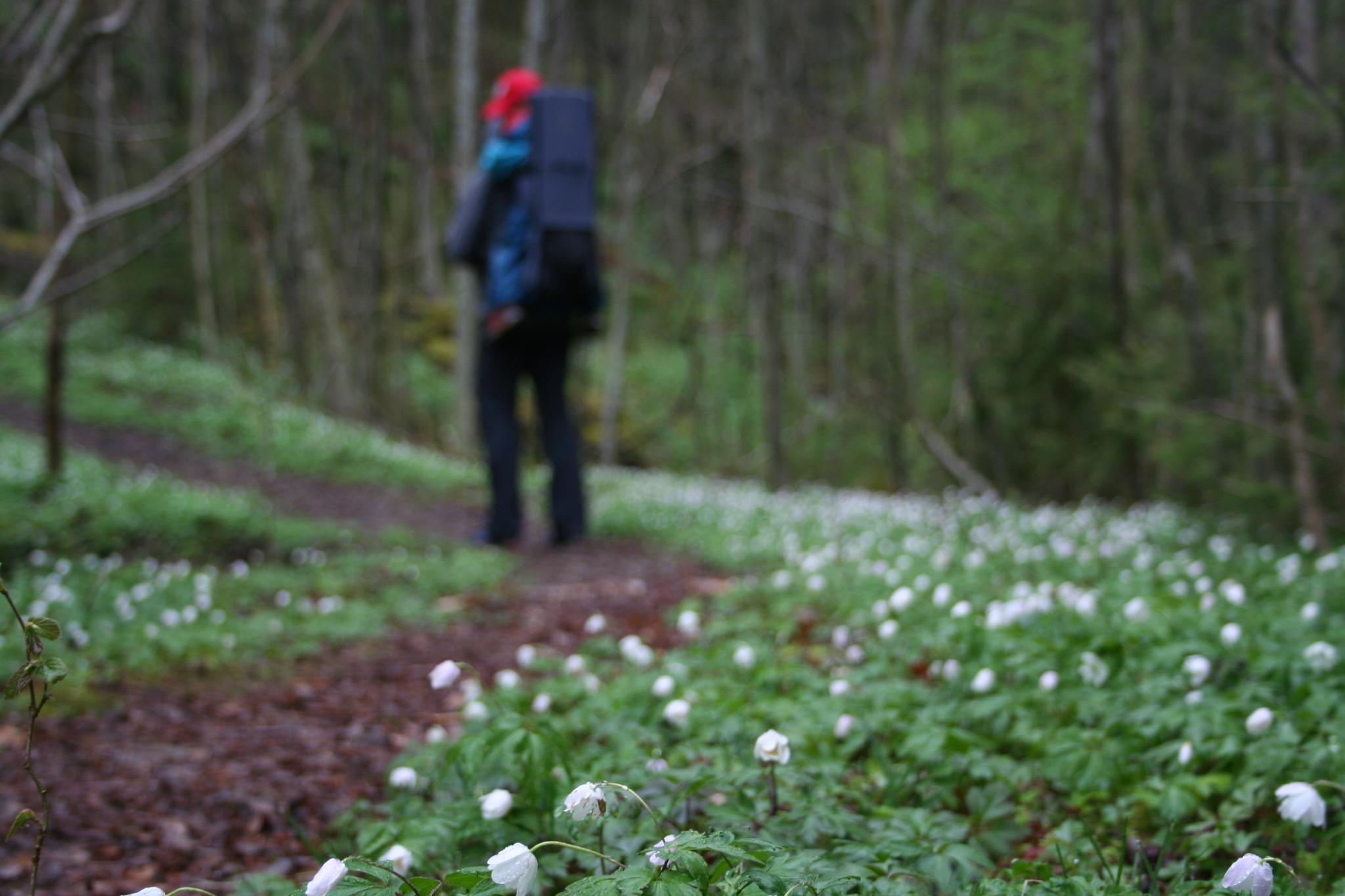 turgåer i hvitveisskog
