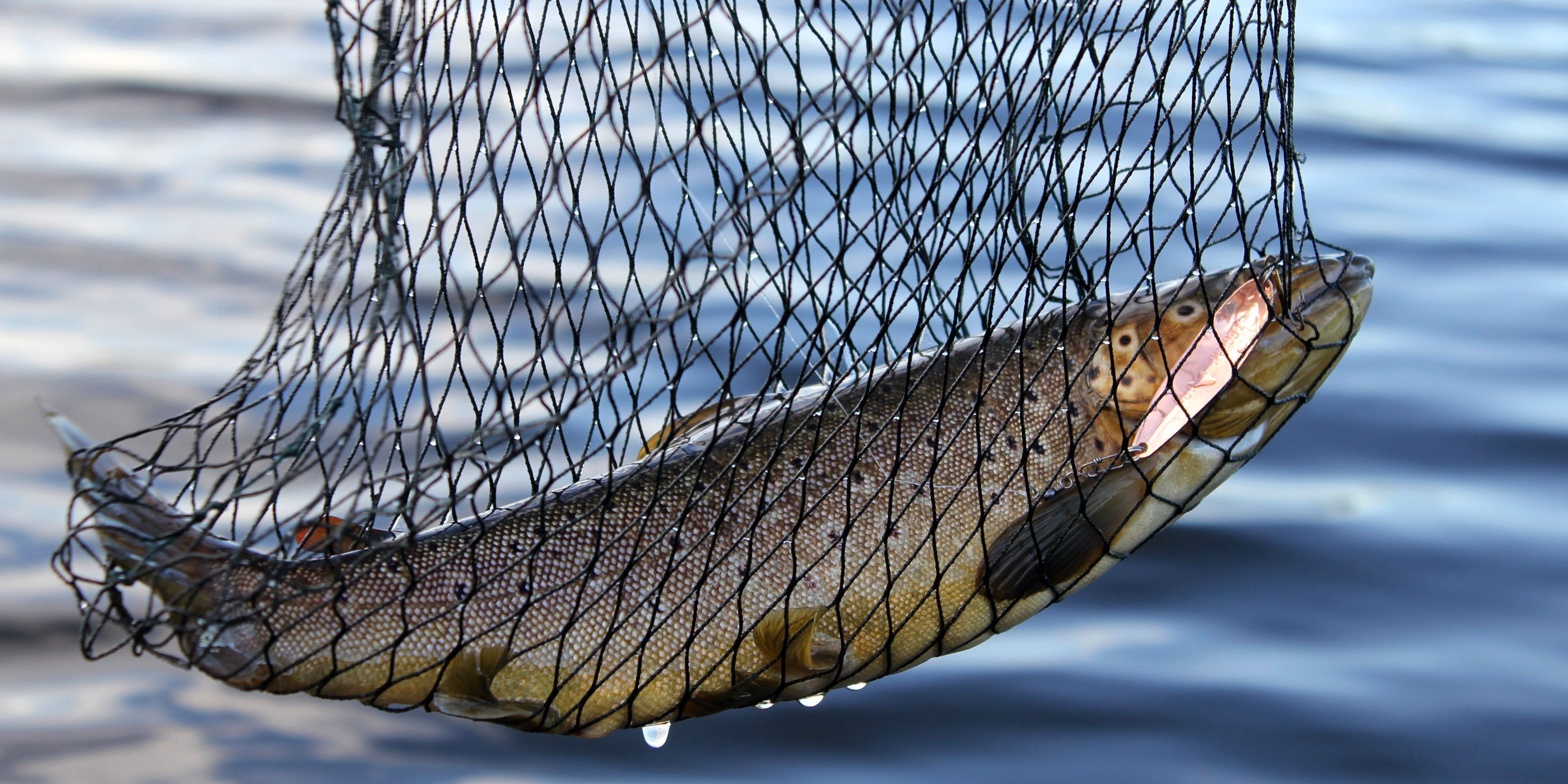 Fiske med nett i Snåsavatnet