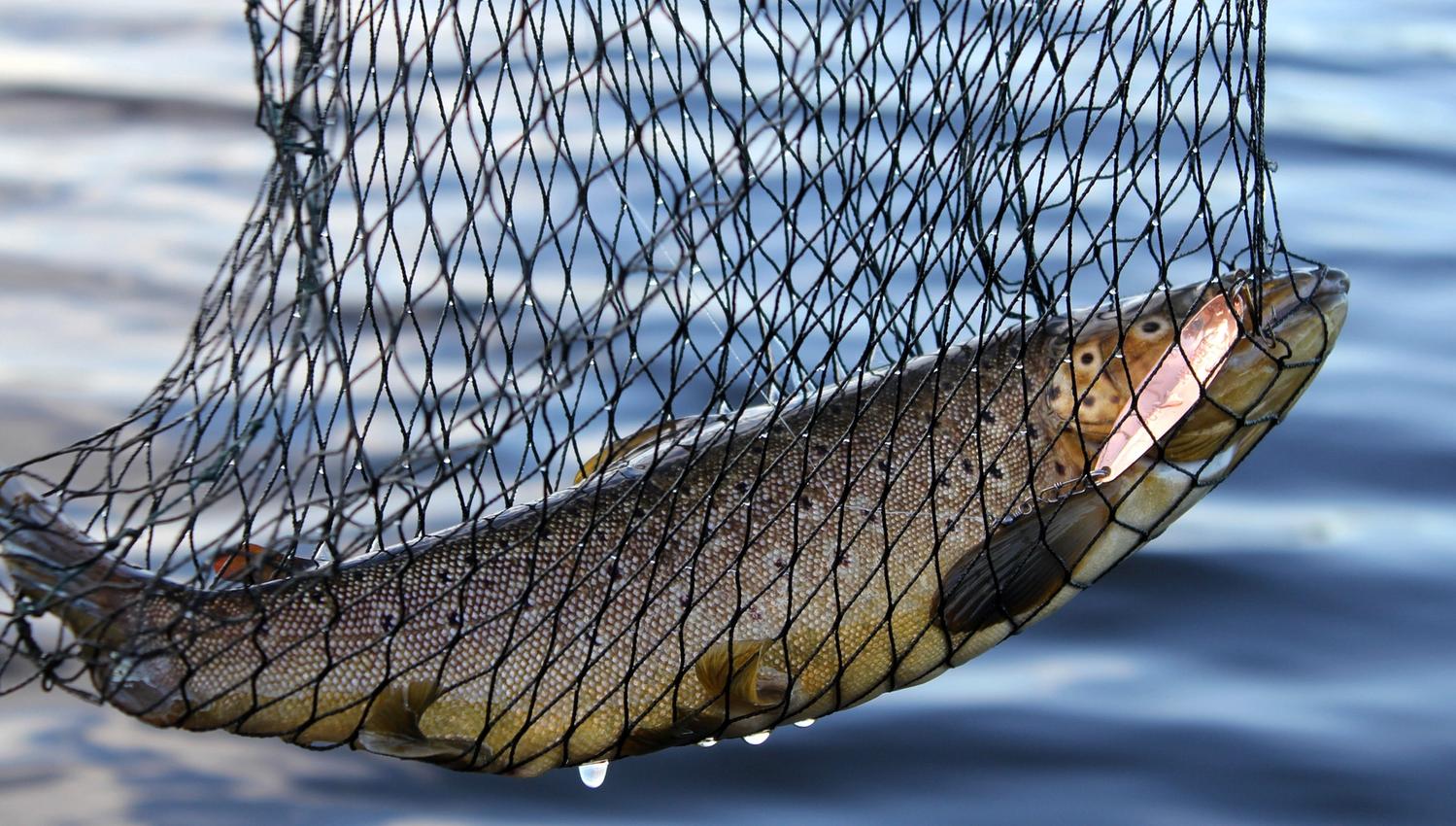 Fiske med nett i Snåsavatnet