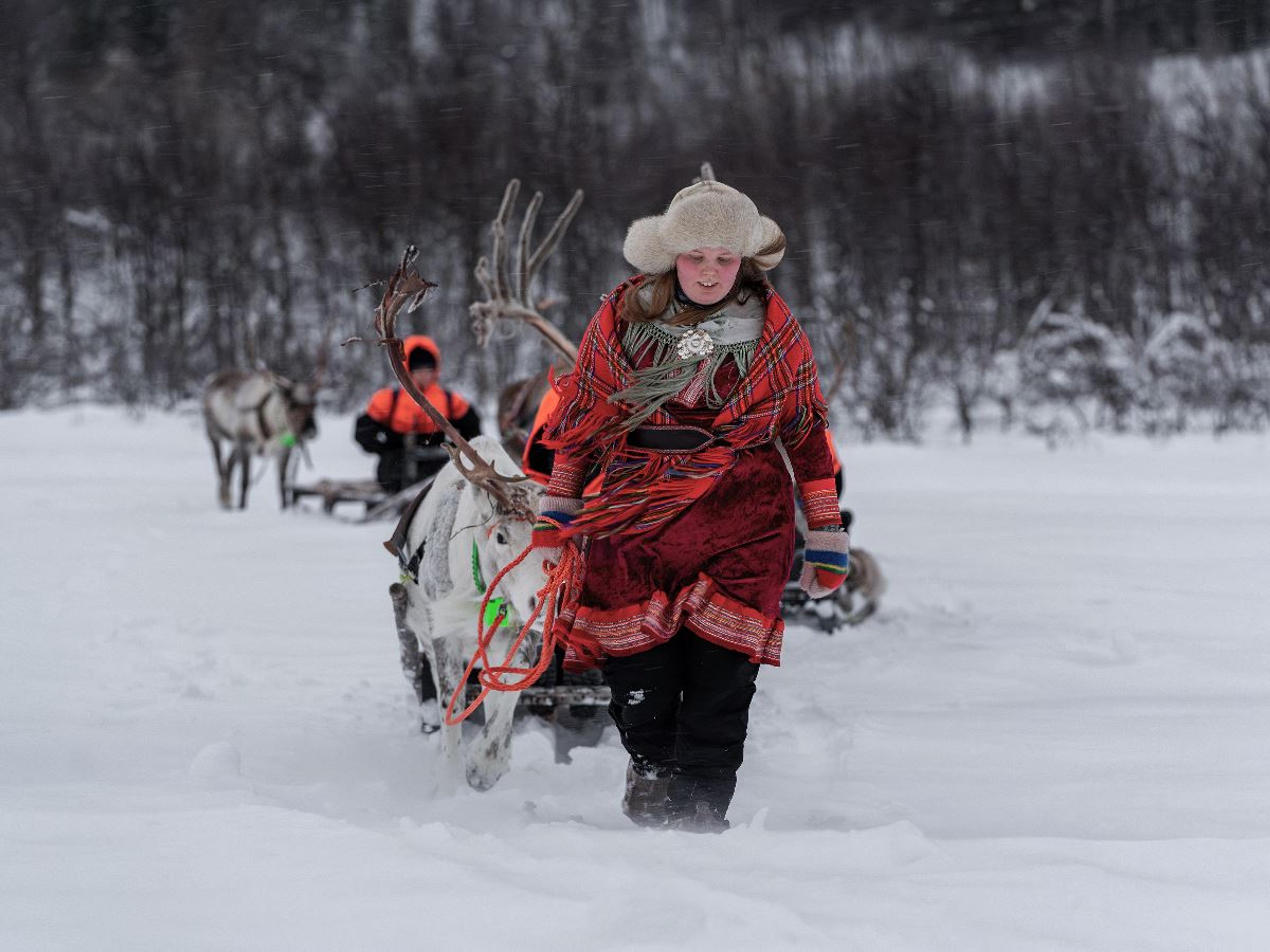 Sami reindeer driver steers reindeer sled