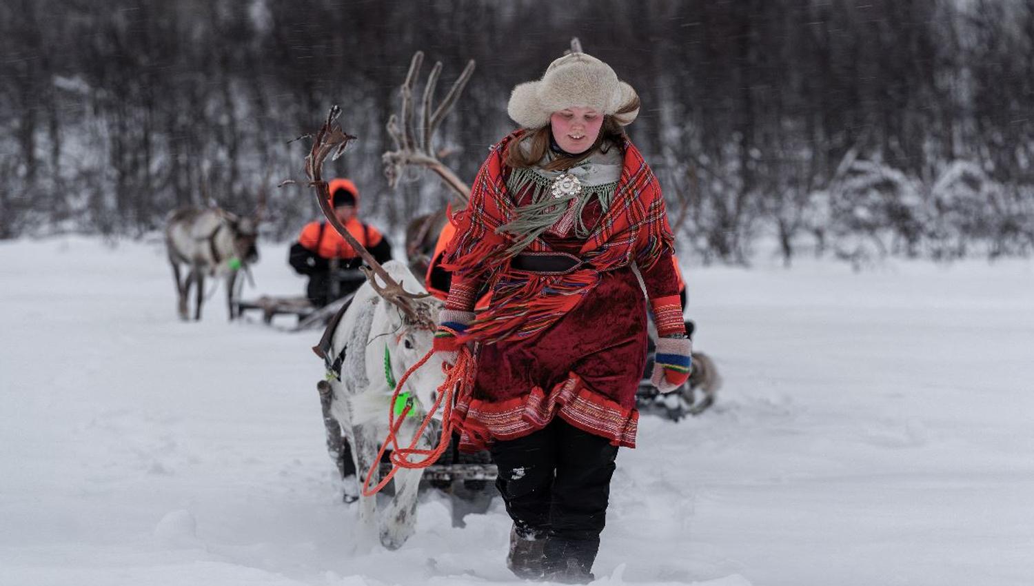 Sami reindeer driver steers reindeer sled