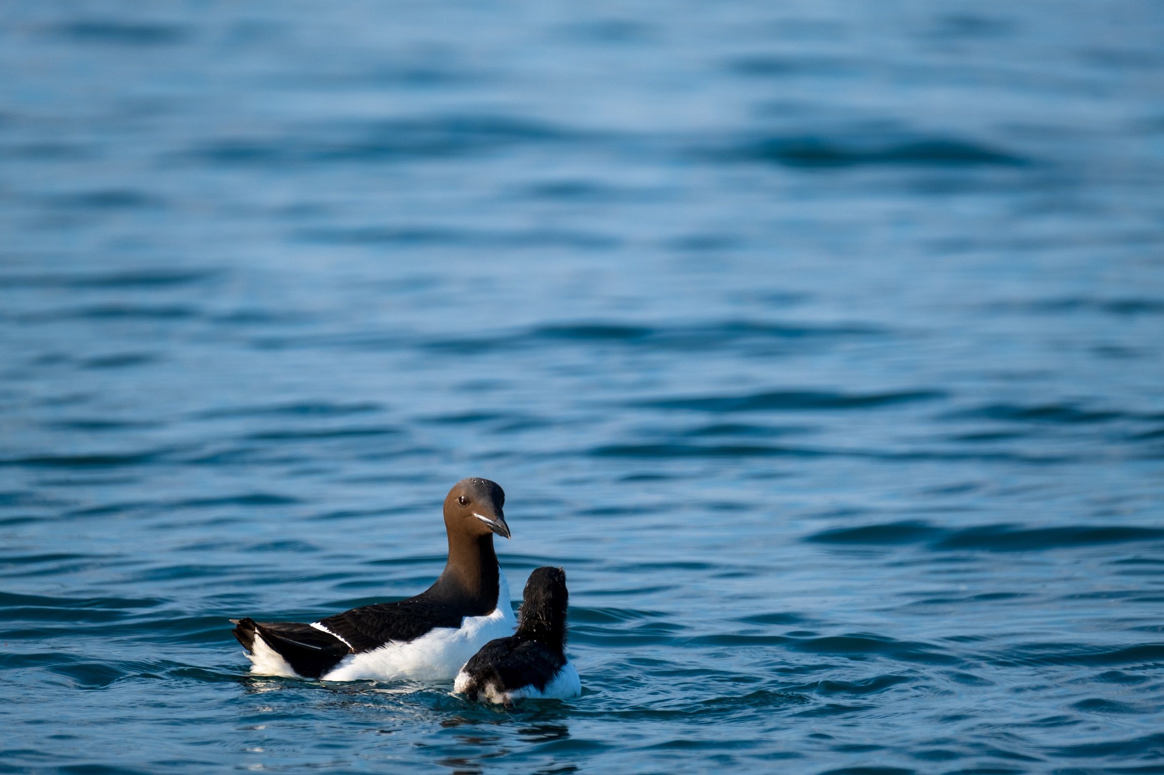 Two birds swimming in a fjord