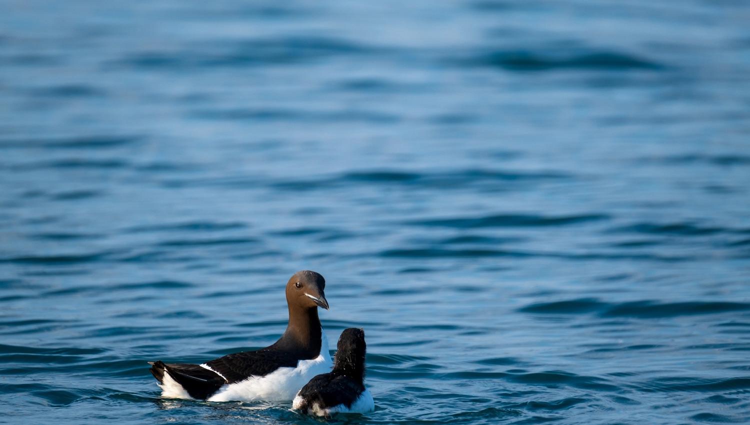 Two birds swimming in a fjord