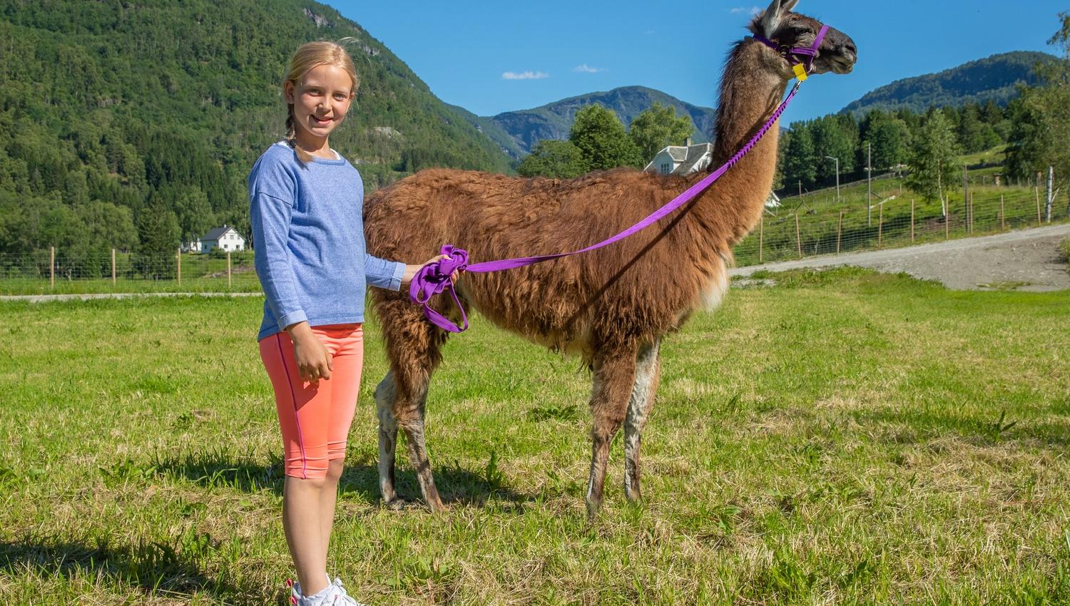 Skjolden Llamas