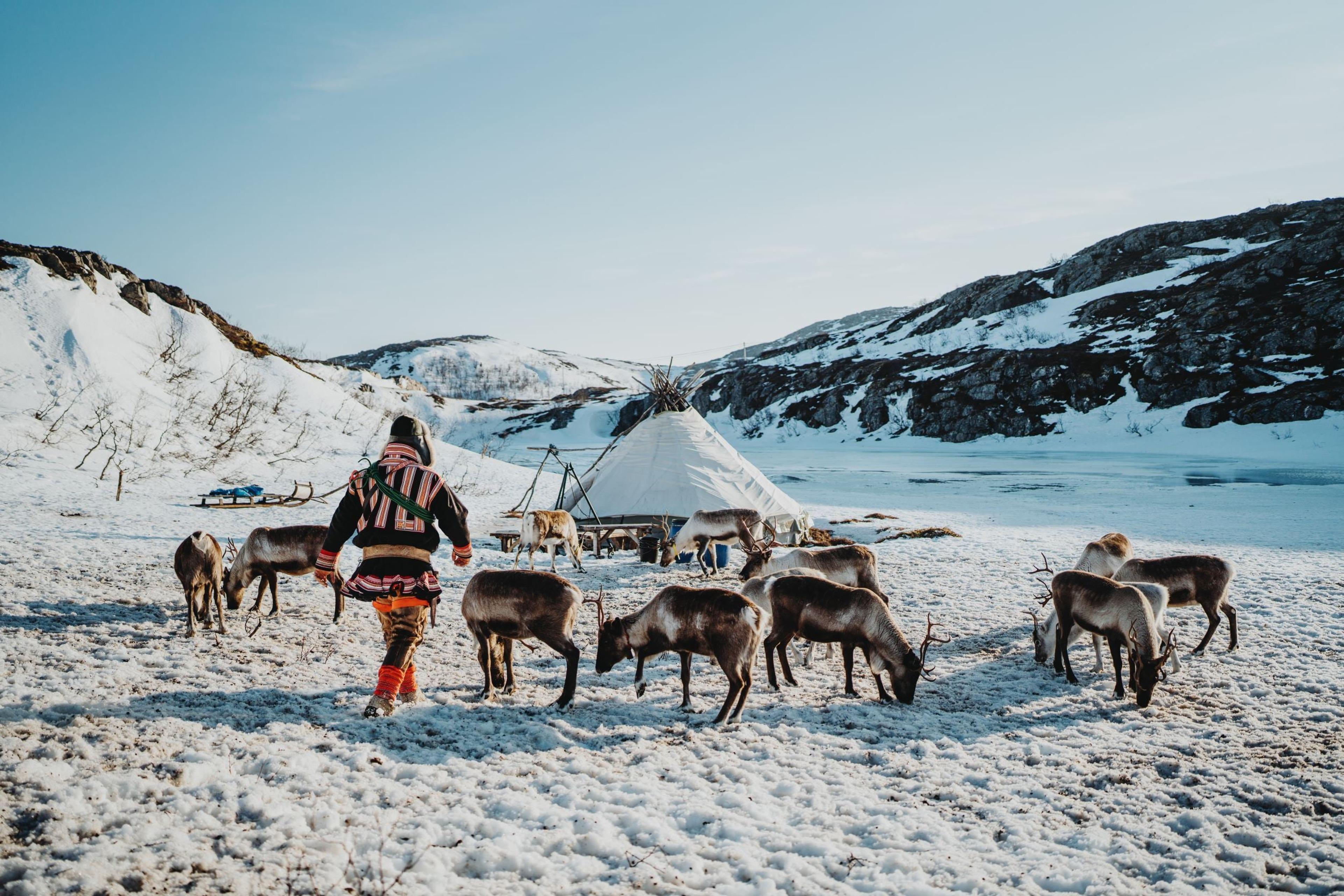 Person in traditional clothing with reindeer in a snowy landscape and a lavvu in the background