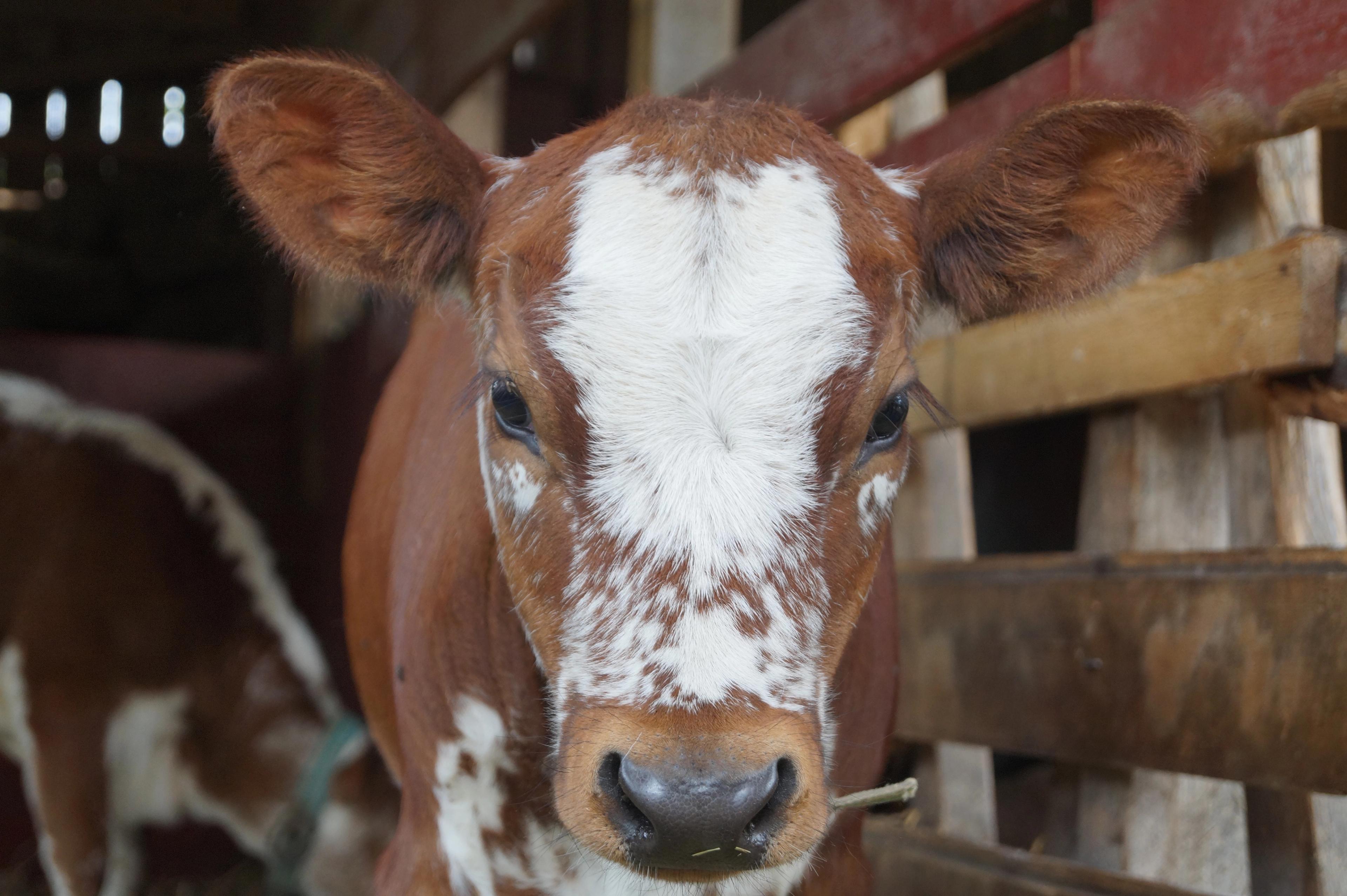 Brown cow with white markings on the face