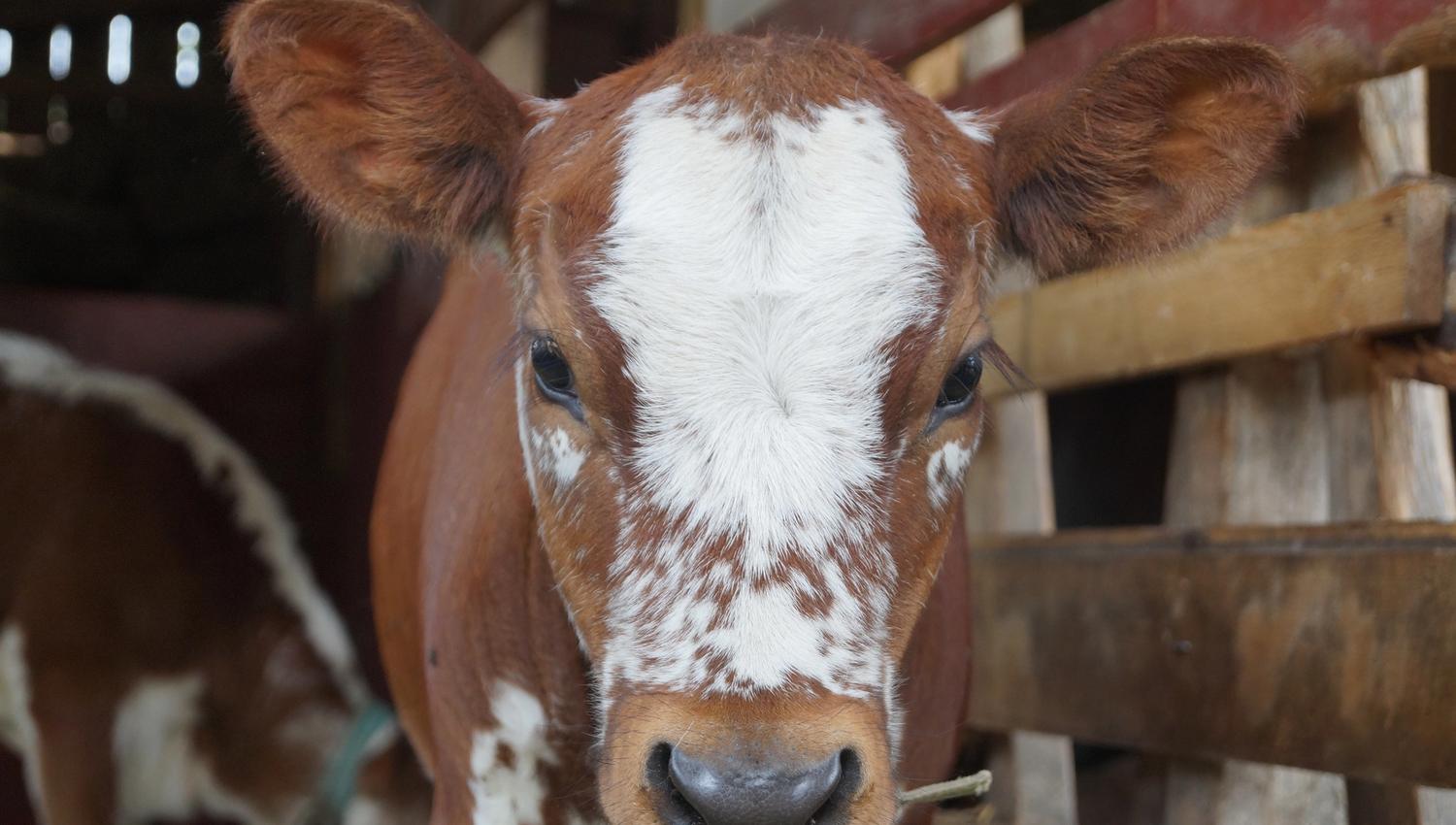 Brown cow with white markings on the face