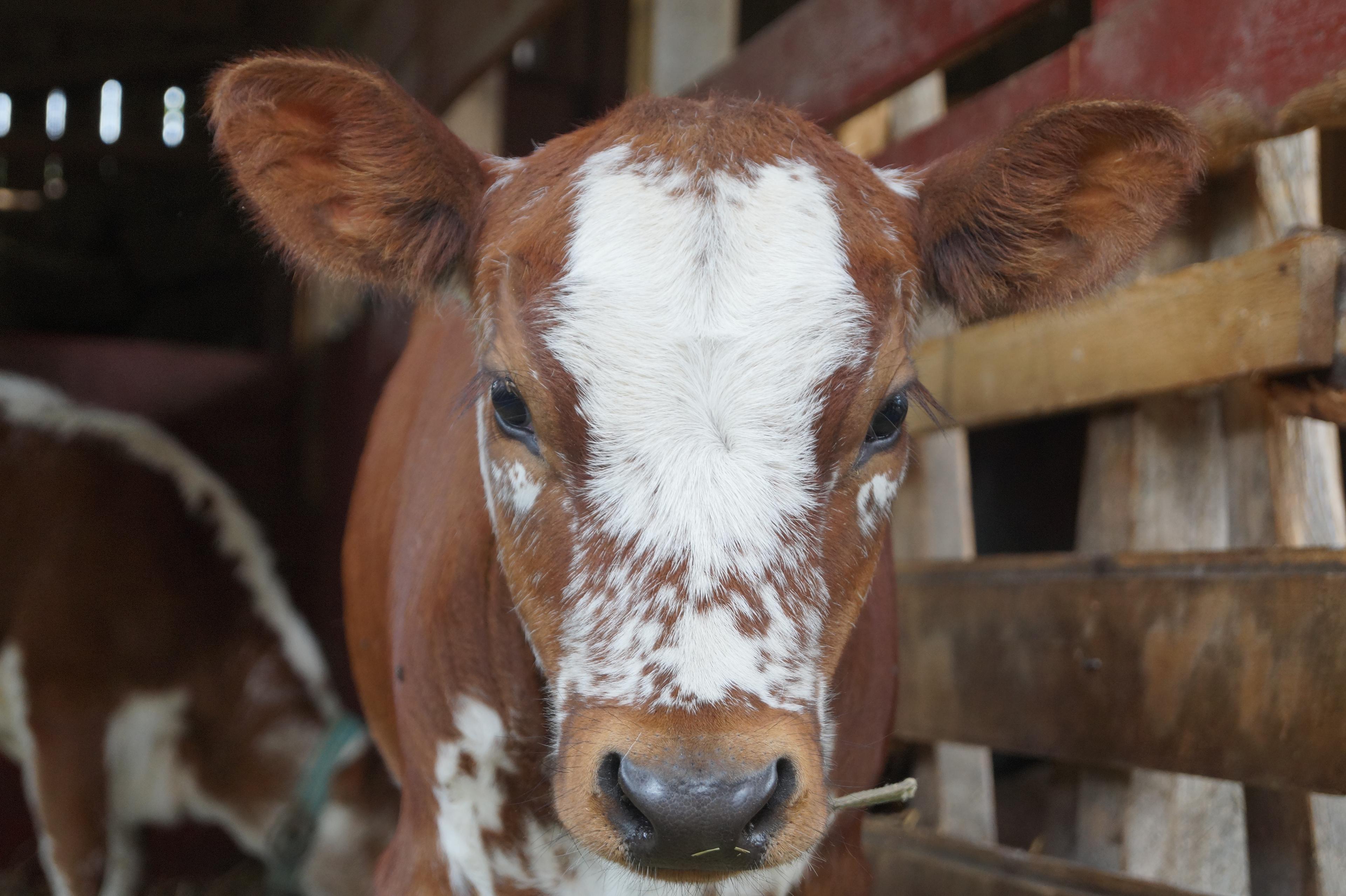 Brown cow with white markings on the face
