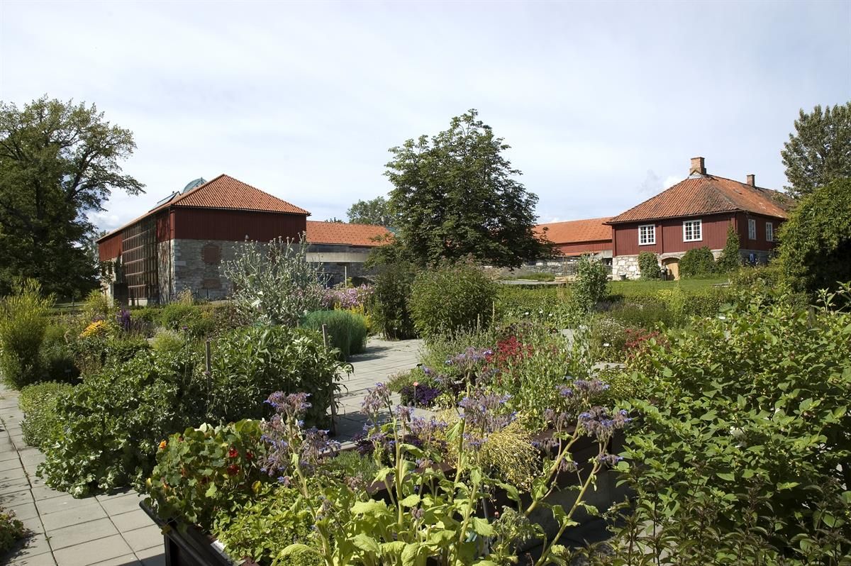 The herb garden at Domkirkeodden. A lush garden in full bloom