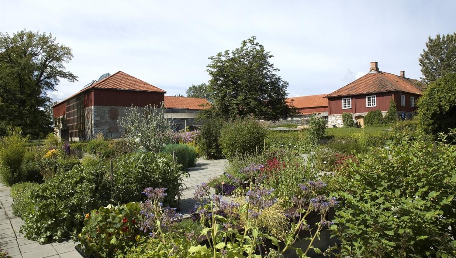 The herb garden at Domkirkeodden. A lush garden in full bloom