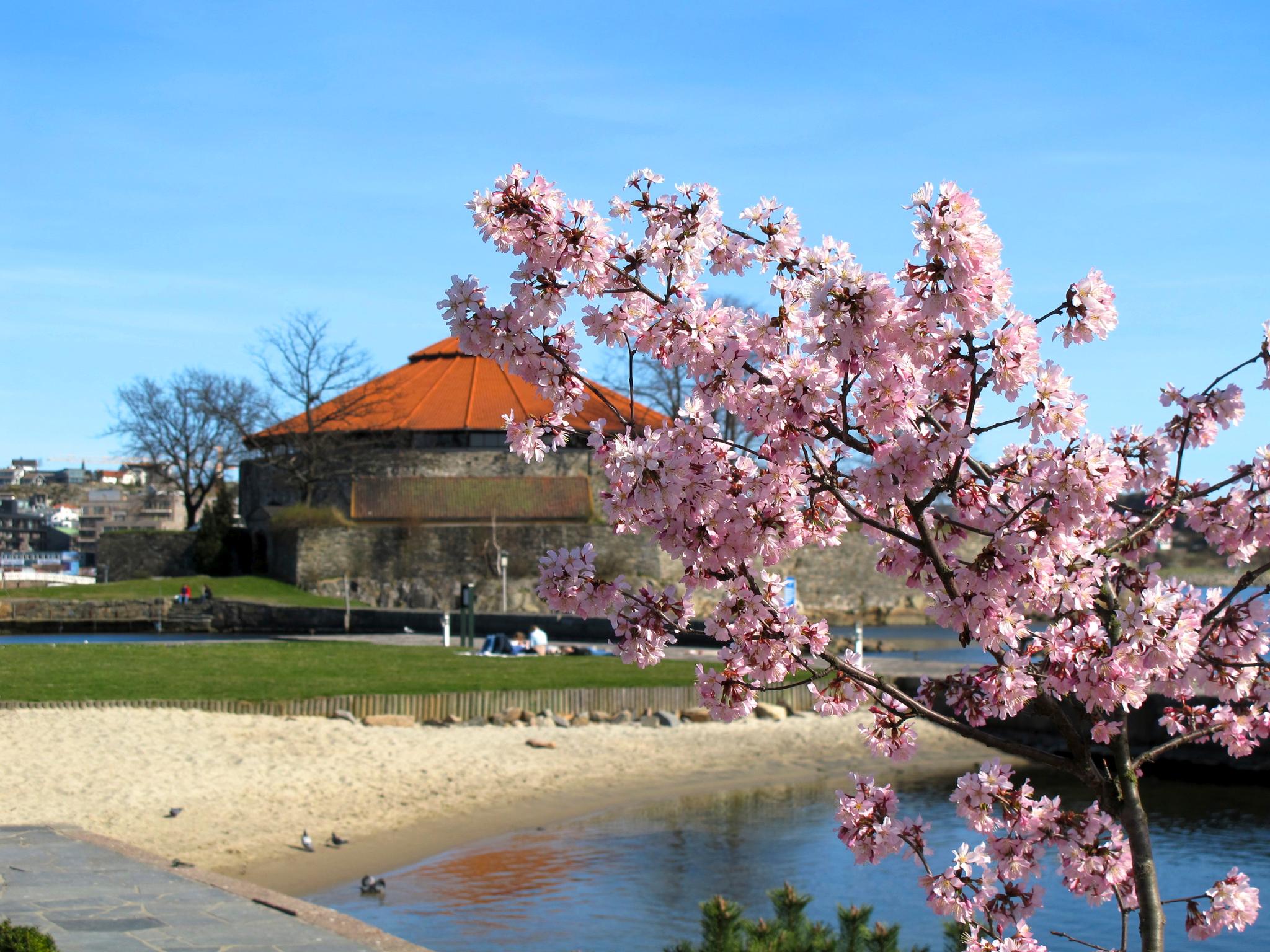 Festningen med blomster