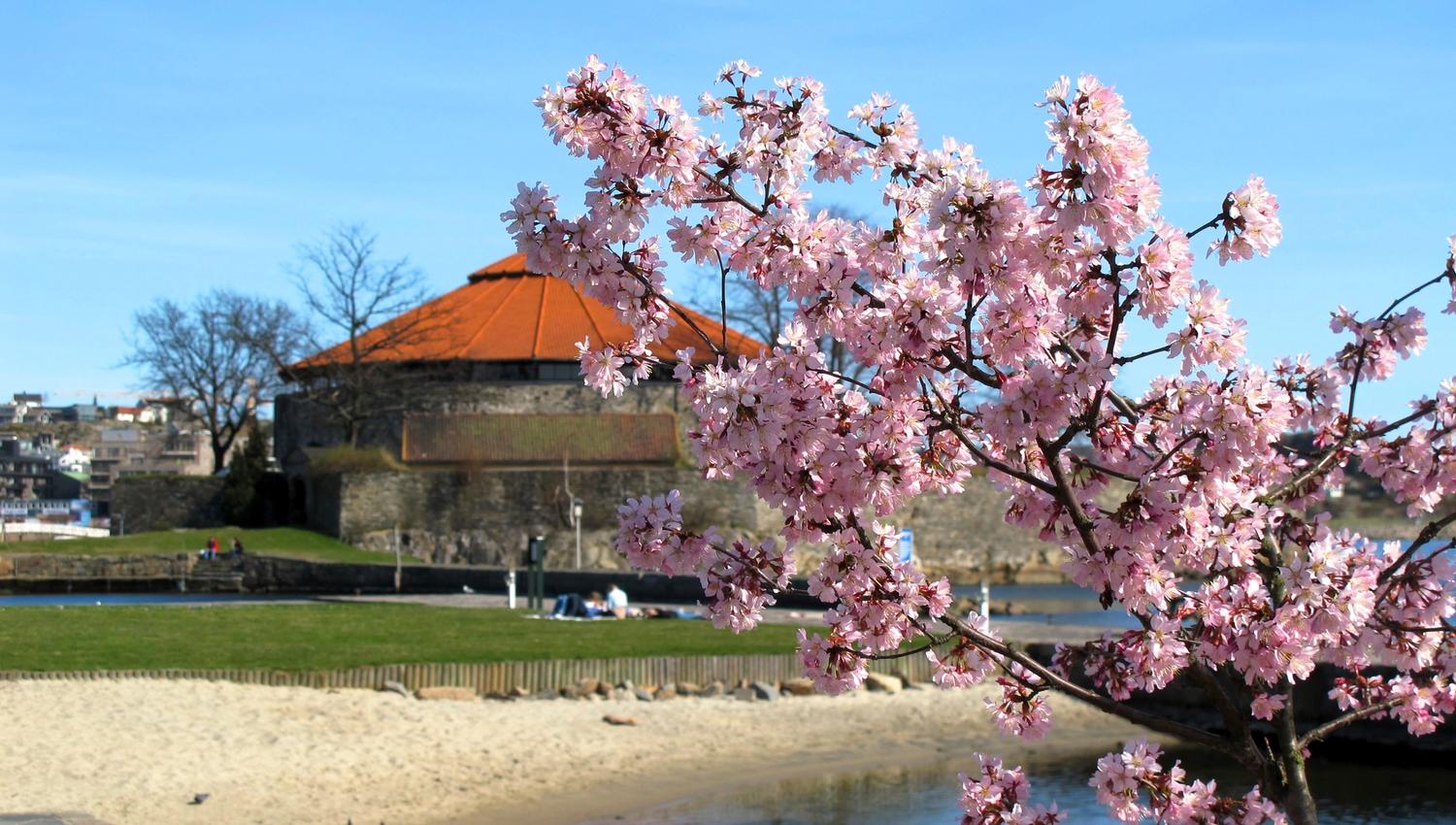 Festningen med blomster