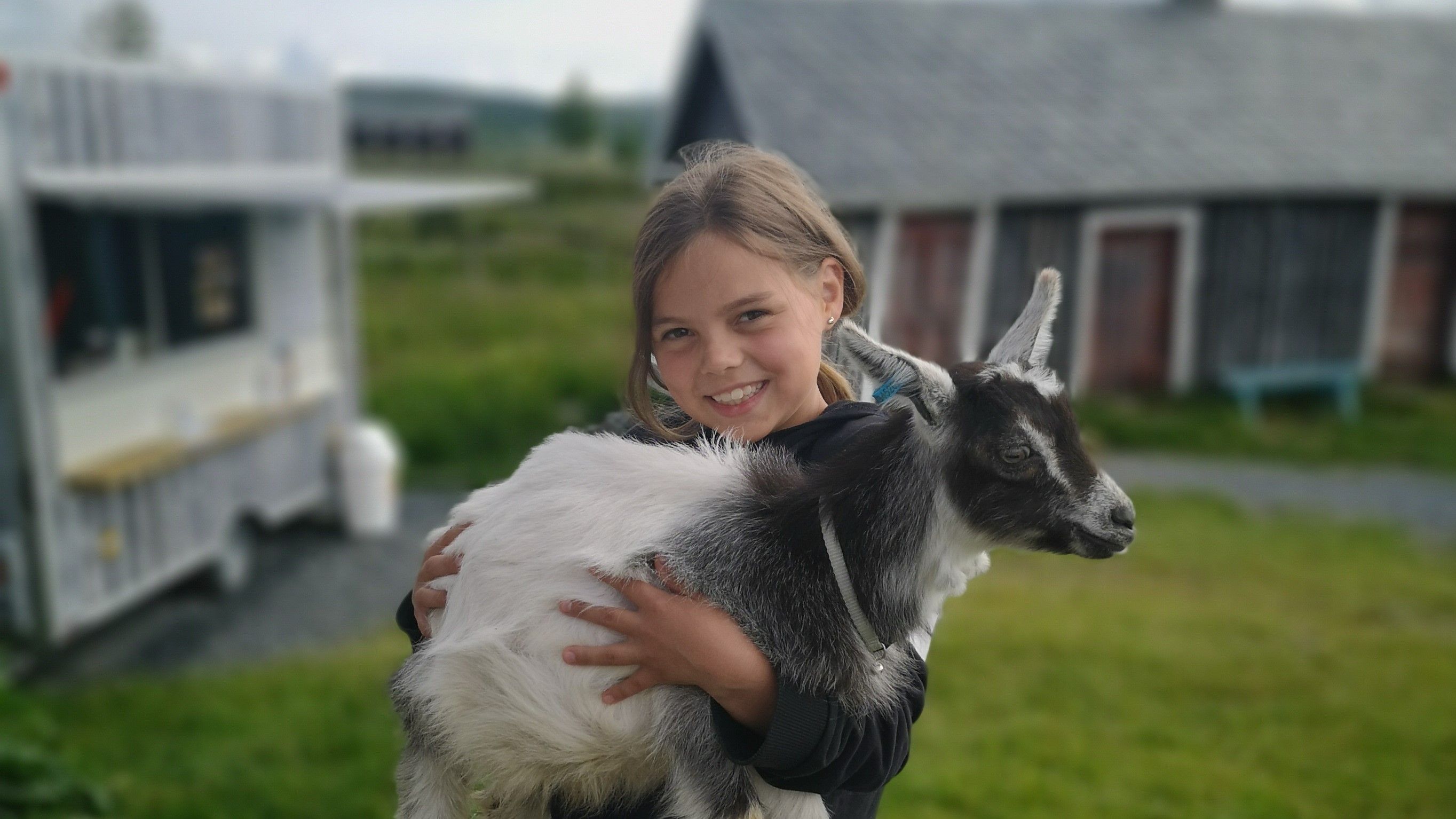 Jente som holder en geit på Lisjordetstølen.