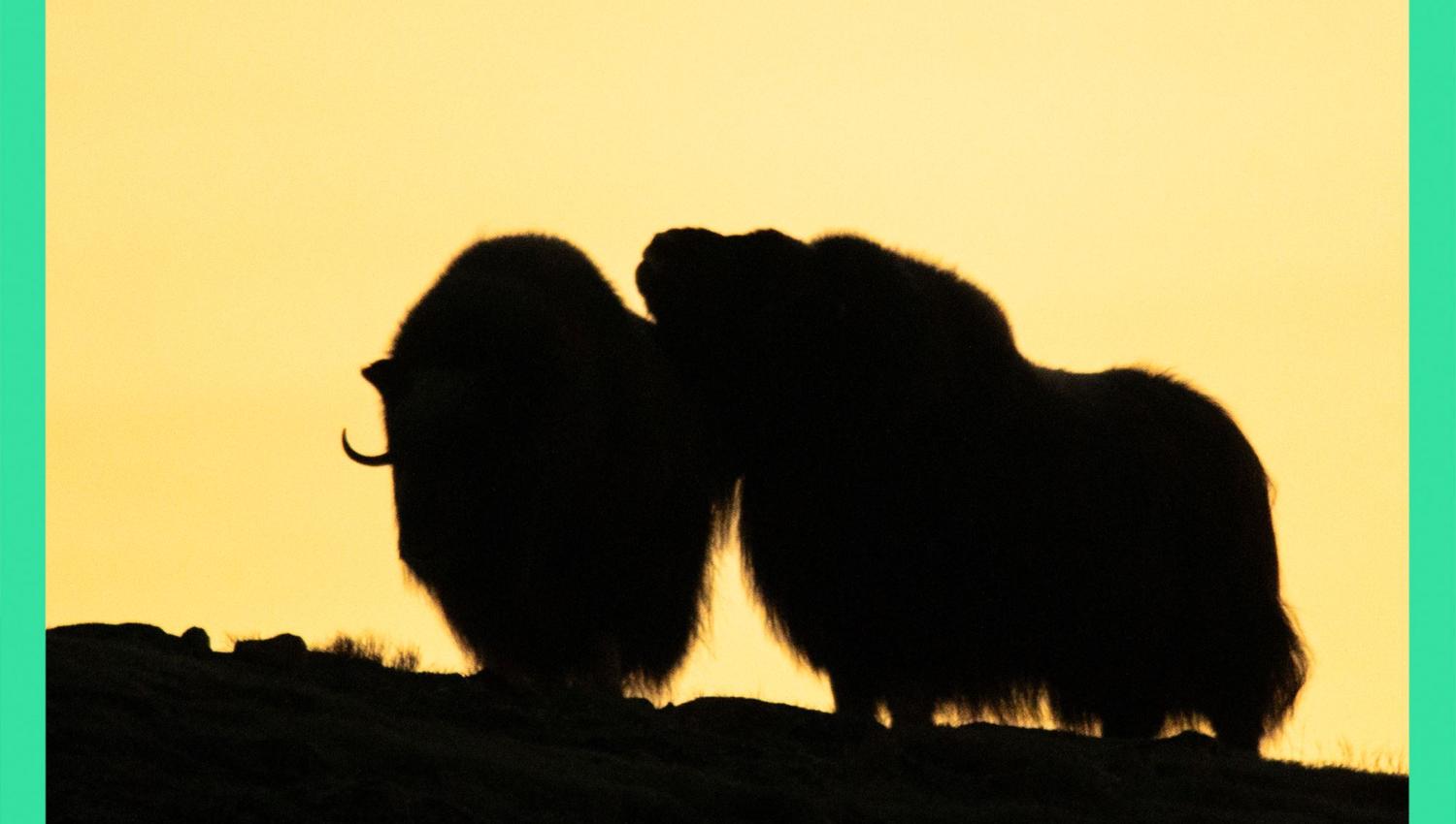 Moskussafari