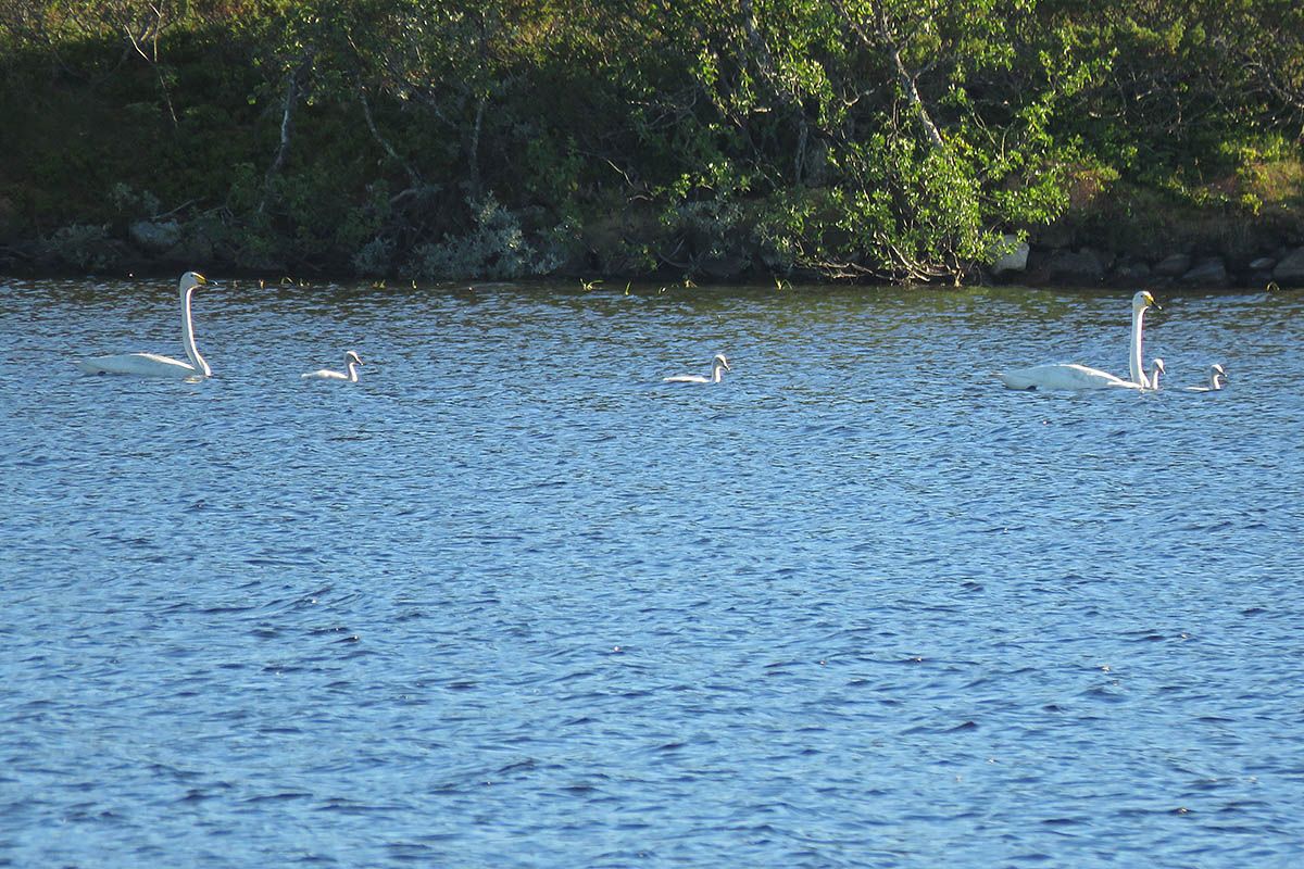 web_sangsvane med unger