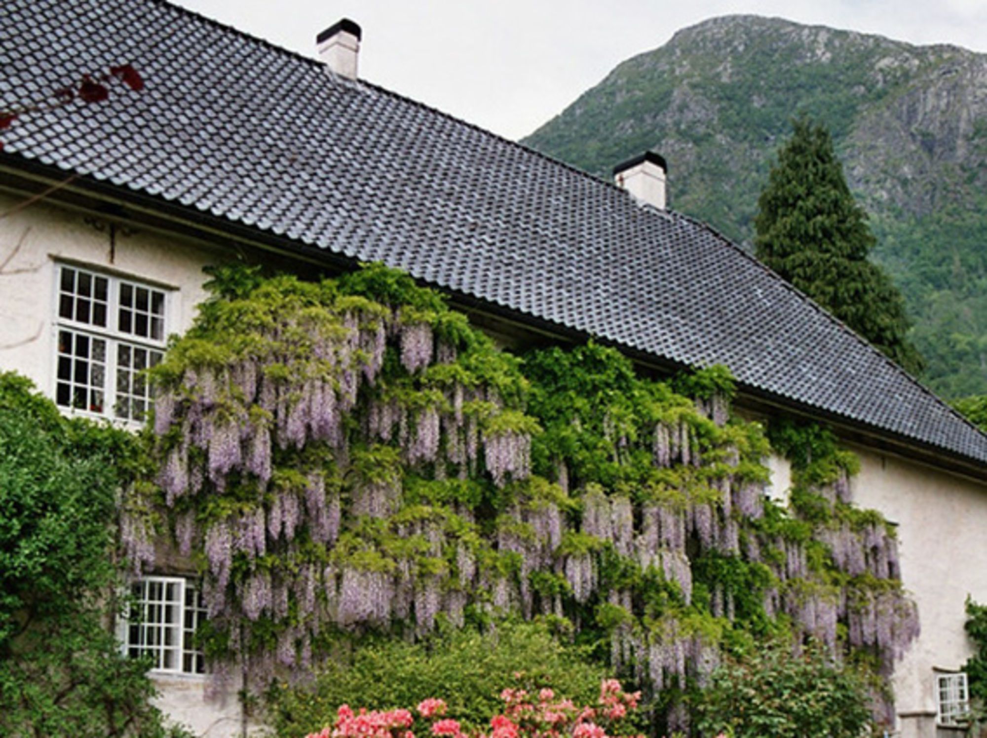 Blømande blåregn langs veggen ved Baroniet Rosendal.