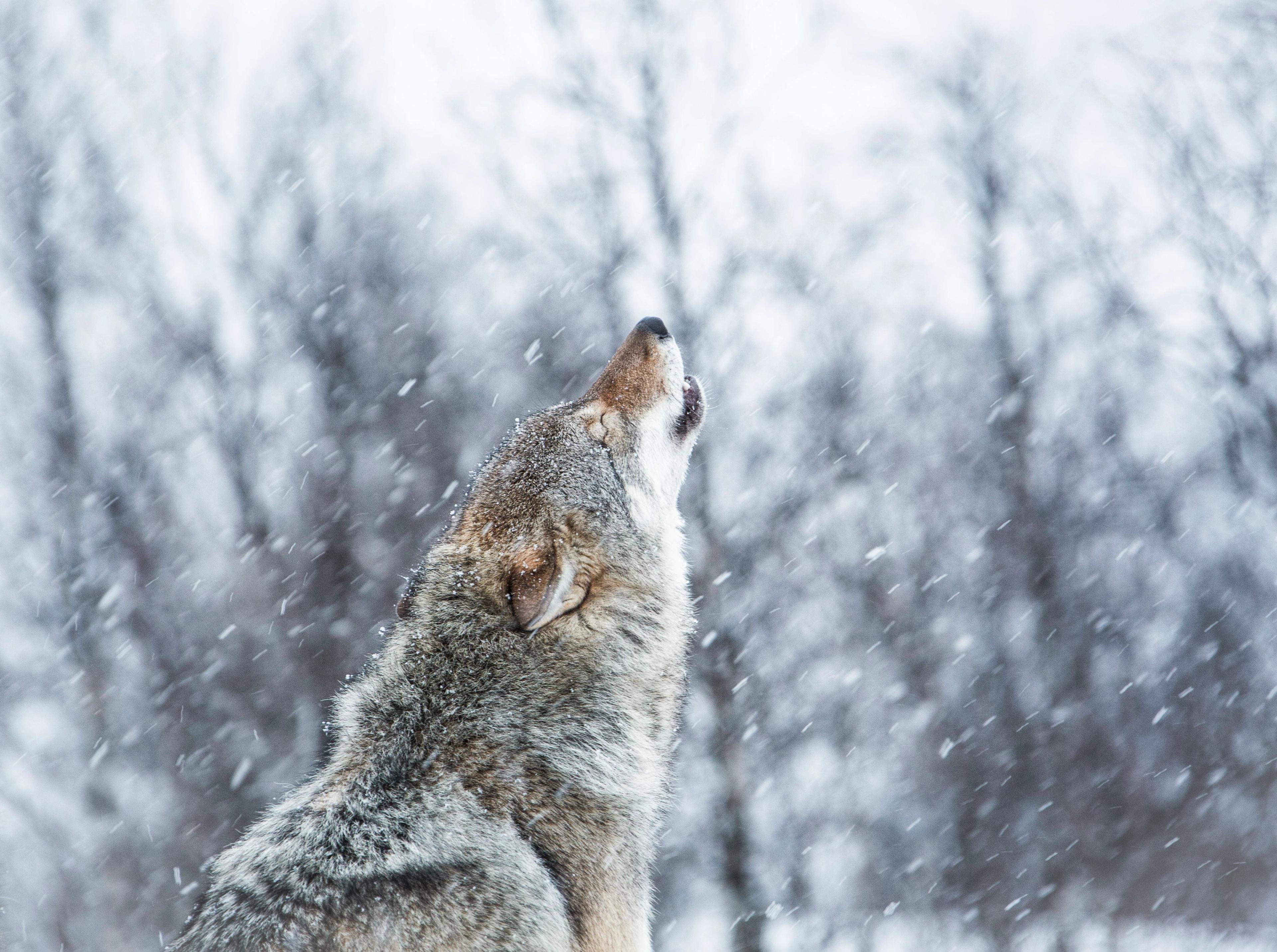 Howling wolf