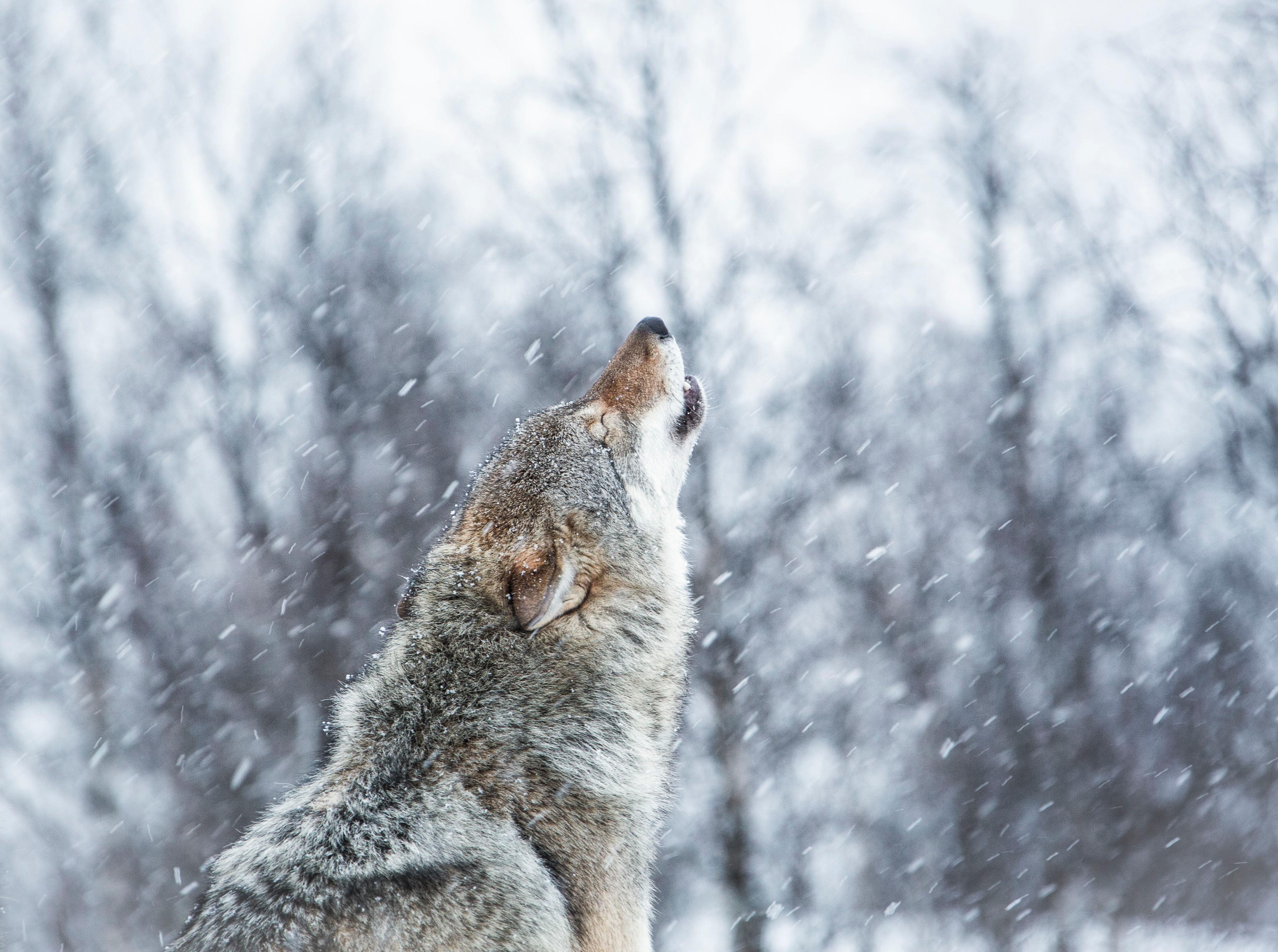 Howling wolf